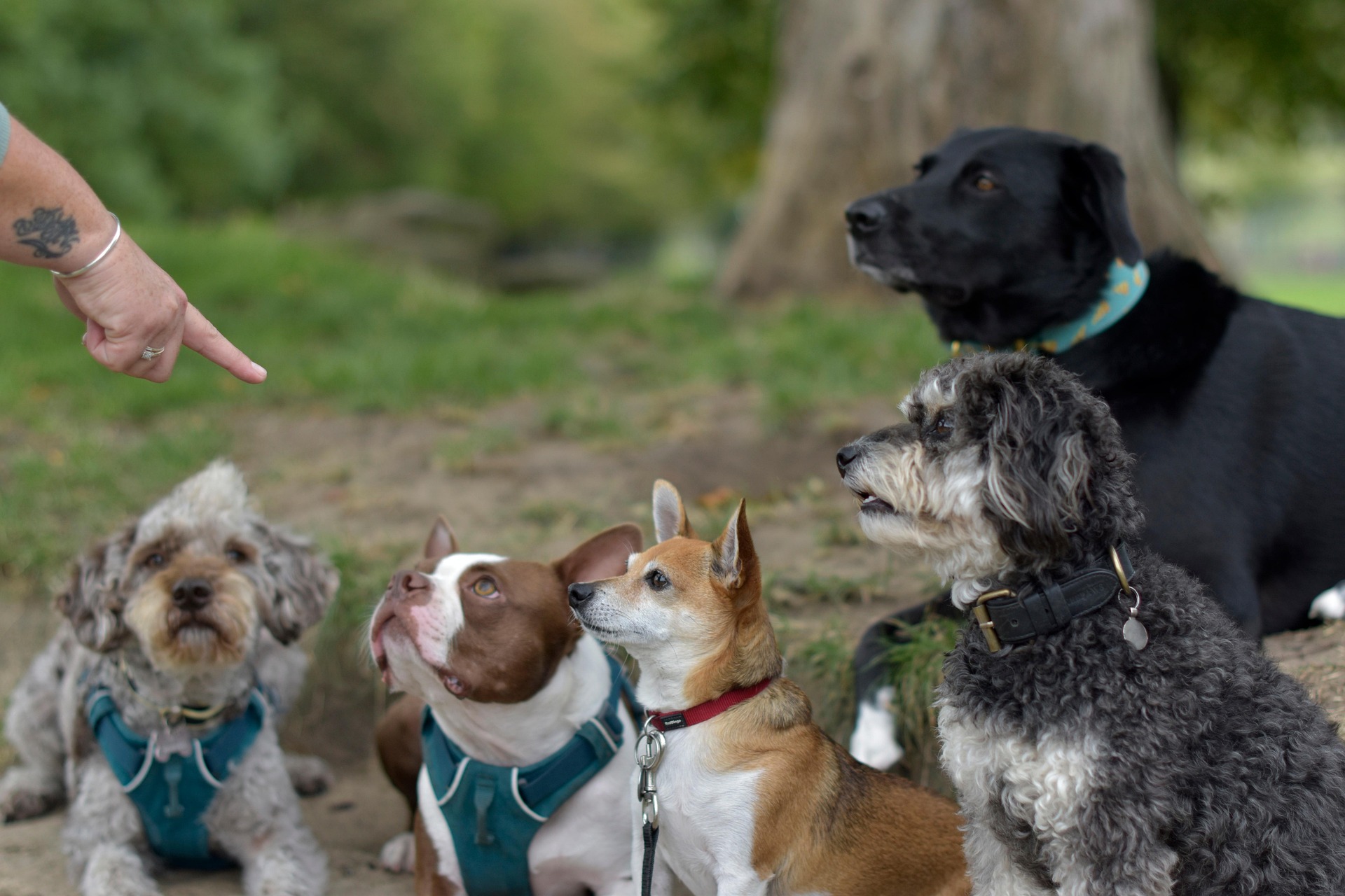  Comment rédiger un profil de pet sitter parfait pour décrocher vos premières gardes ?