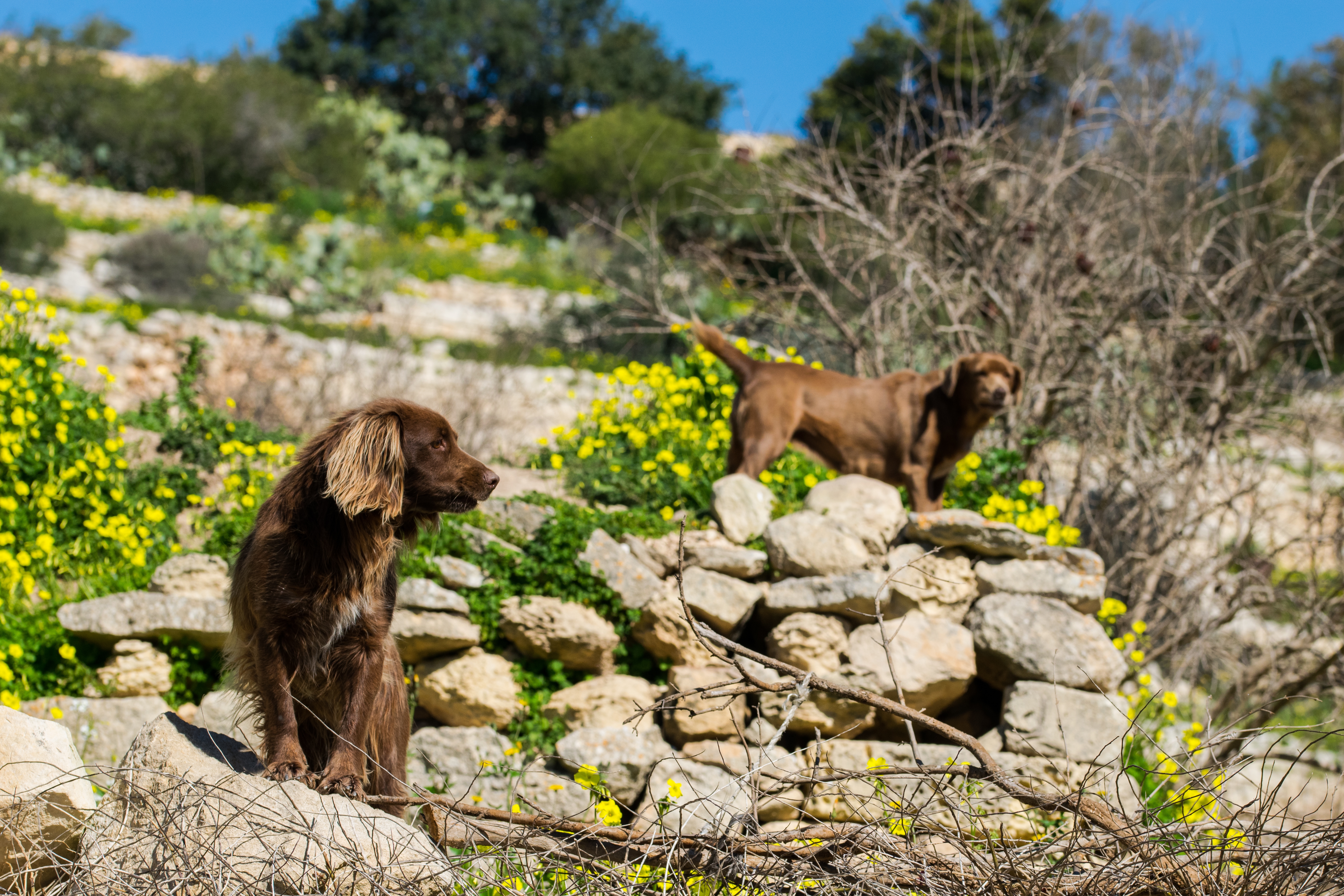 Pet sitting à Nîmes : trouvez la meilleure solution de garde pour votre animal dans la cité gardoise