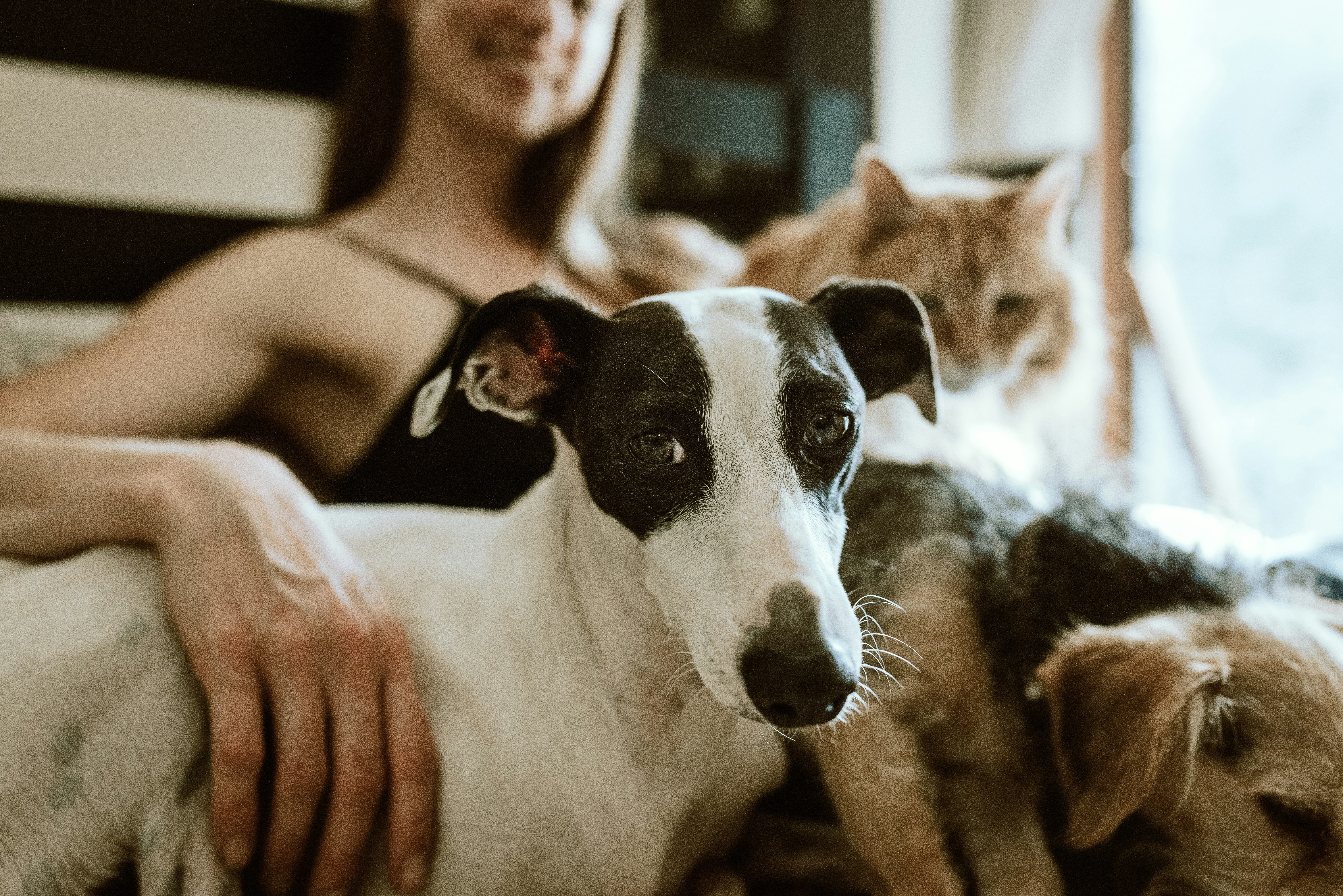 Comment récolter des avis 5 étoiles après chaque garde pour booster votre profil de pet sitter ?