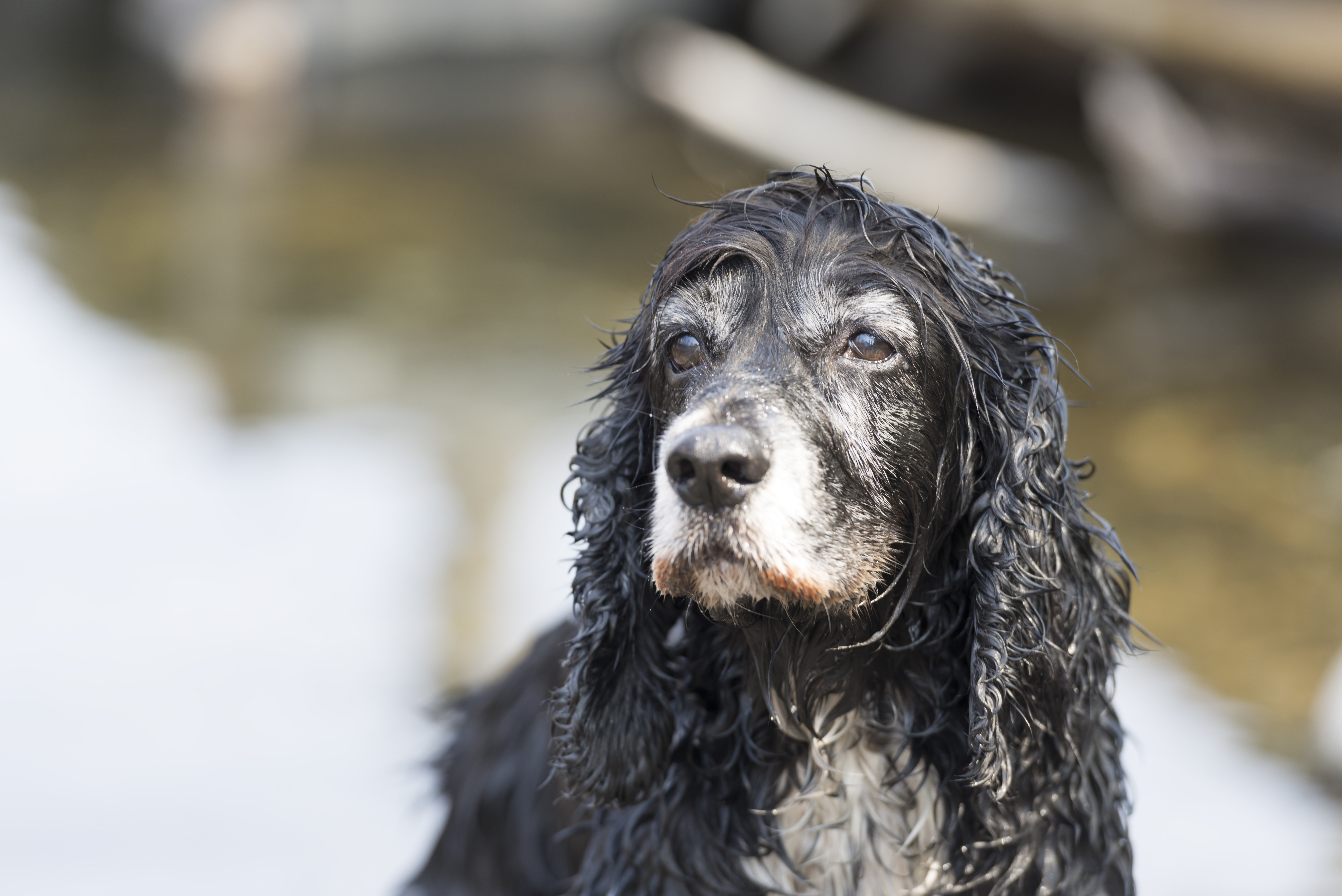 Seniors, convalescence, traitements : comment gérer la garde d'un animal malade ou âgé ?