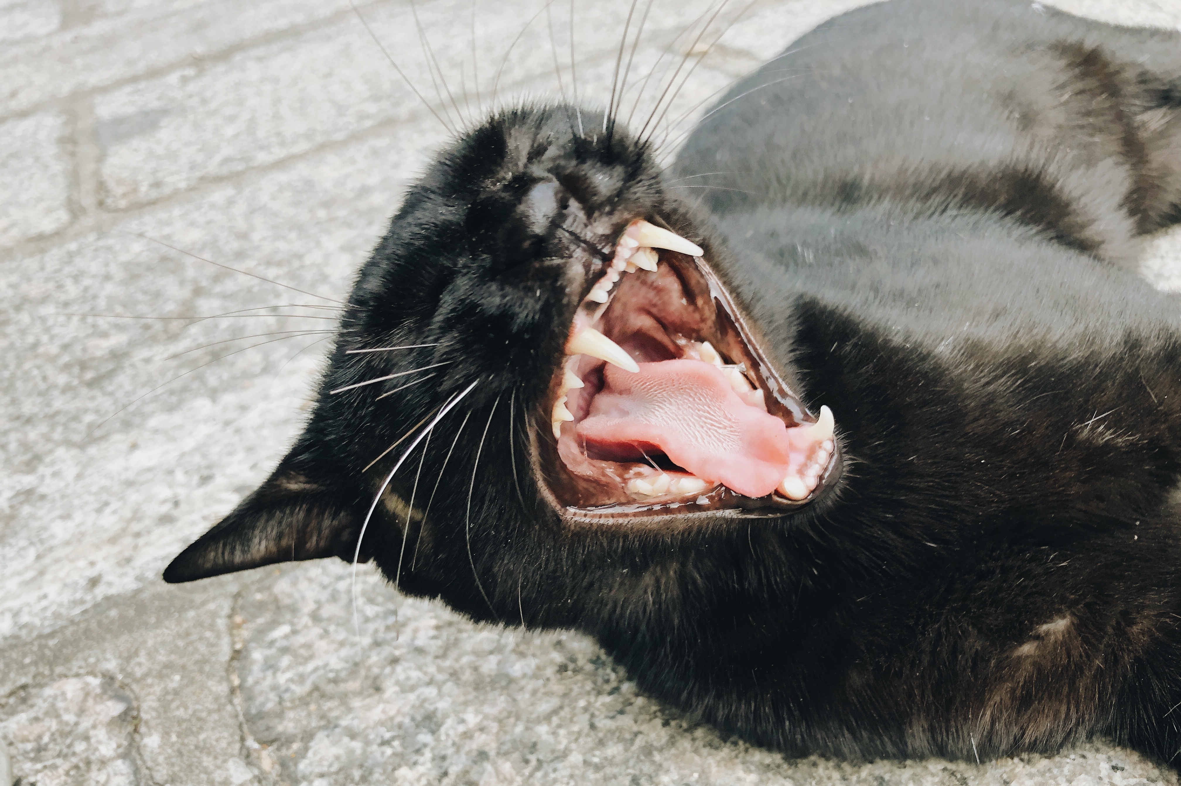 Pourquoi mon chat miaule-t-il la nuit ? 5 raisons et solutions