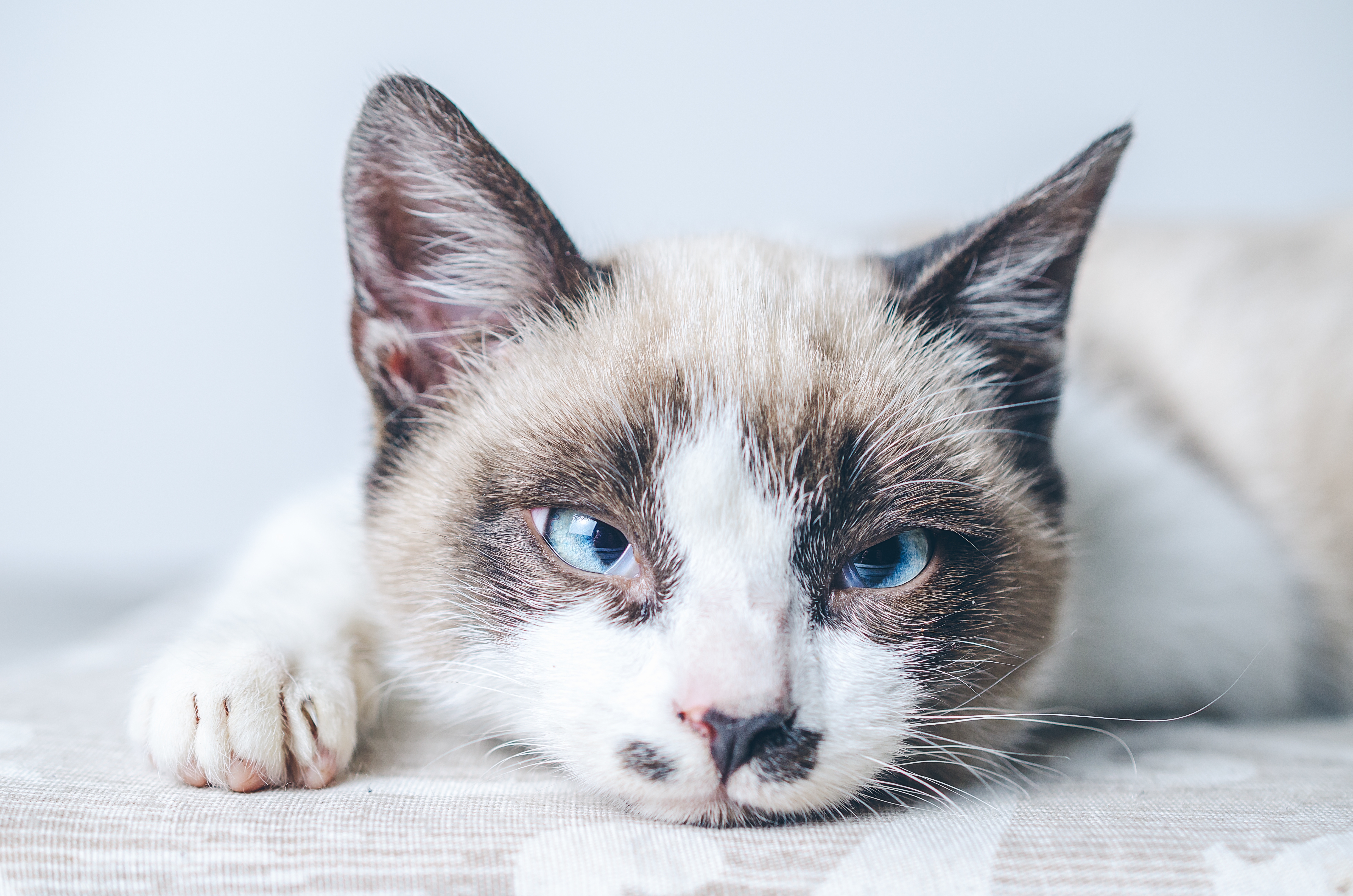 Est-ce que votre chat reconnaît votre voix (et votre prénom) ? Ce que disent les chercheurs