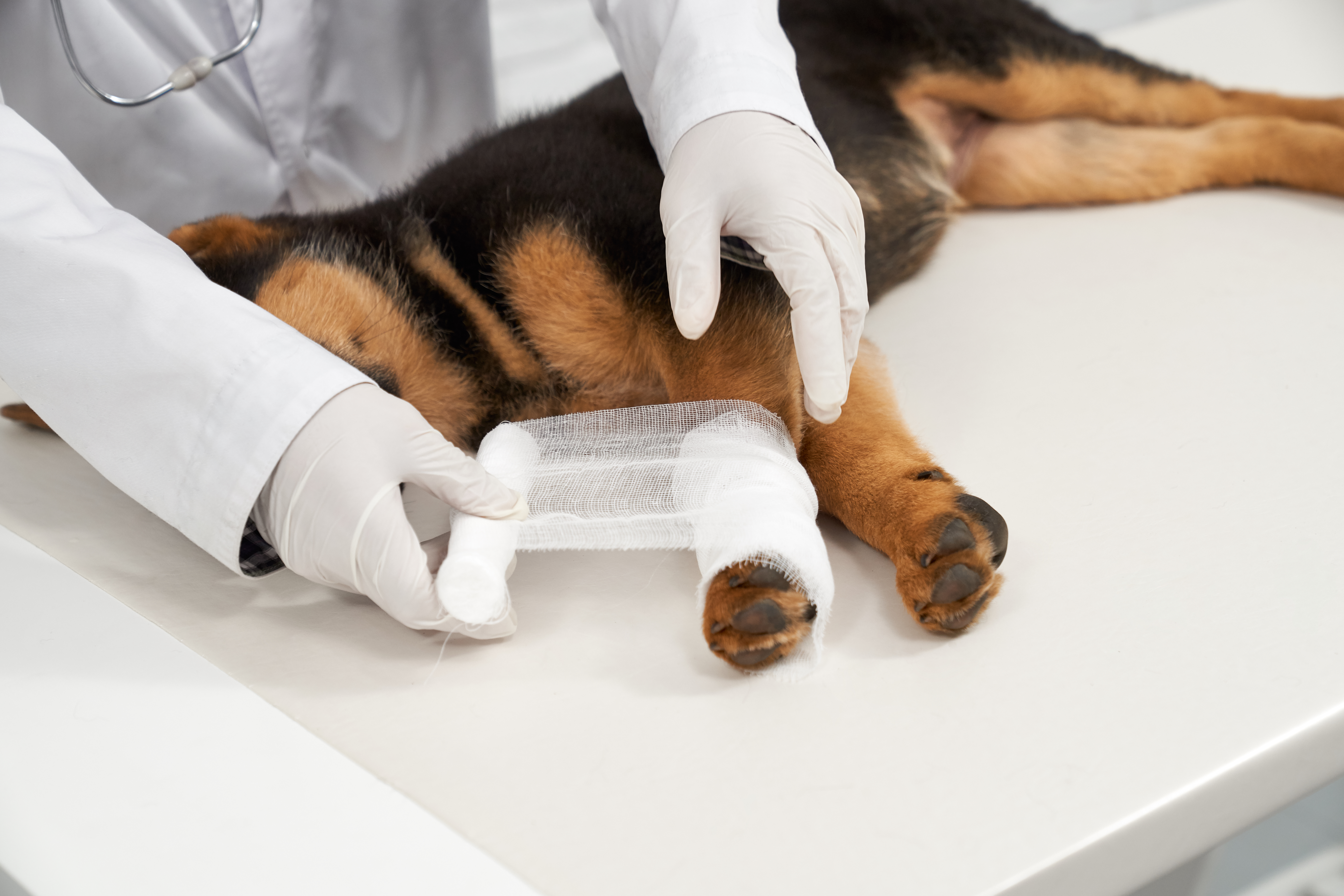 Pet sitting et urgence vétérinaire : comment le gardien réagit-il en cas de pépin ?