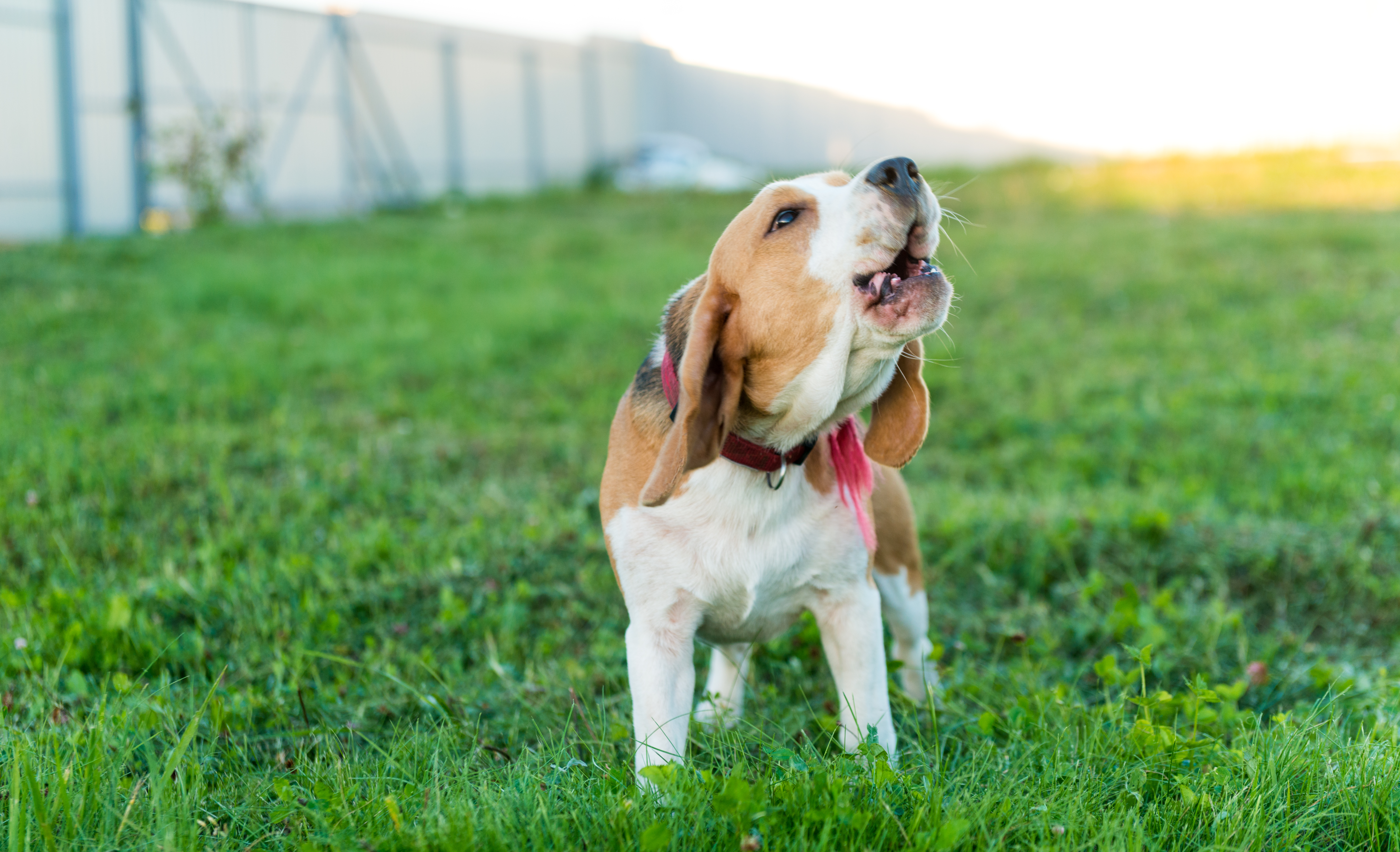 Mon chien aboie dès que je pars : anxiété de séparation ou ennui ?