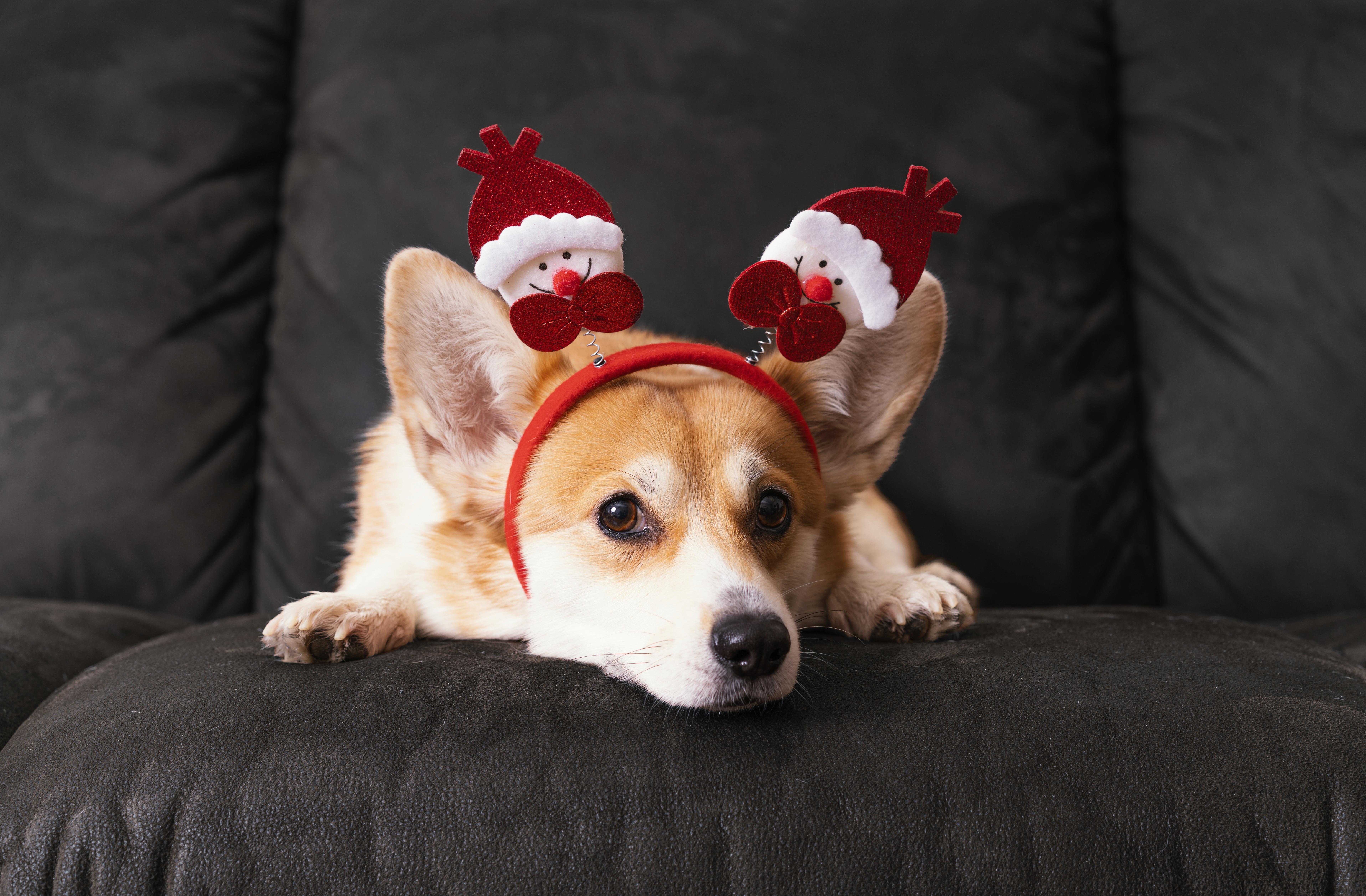 Garde d'animaux pour Noël et le Nouvel An : pourquoi s'y prendre dès la rentrée ?