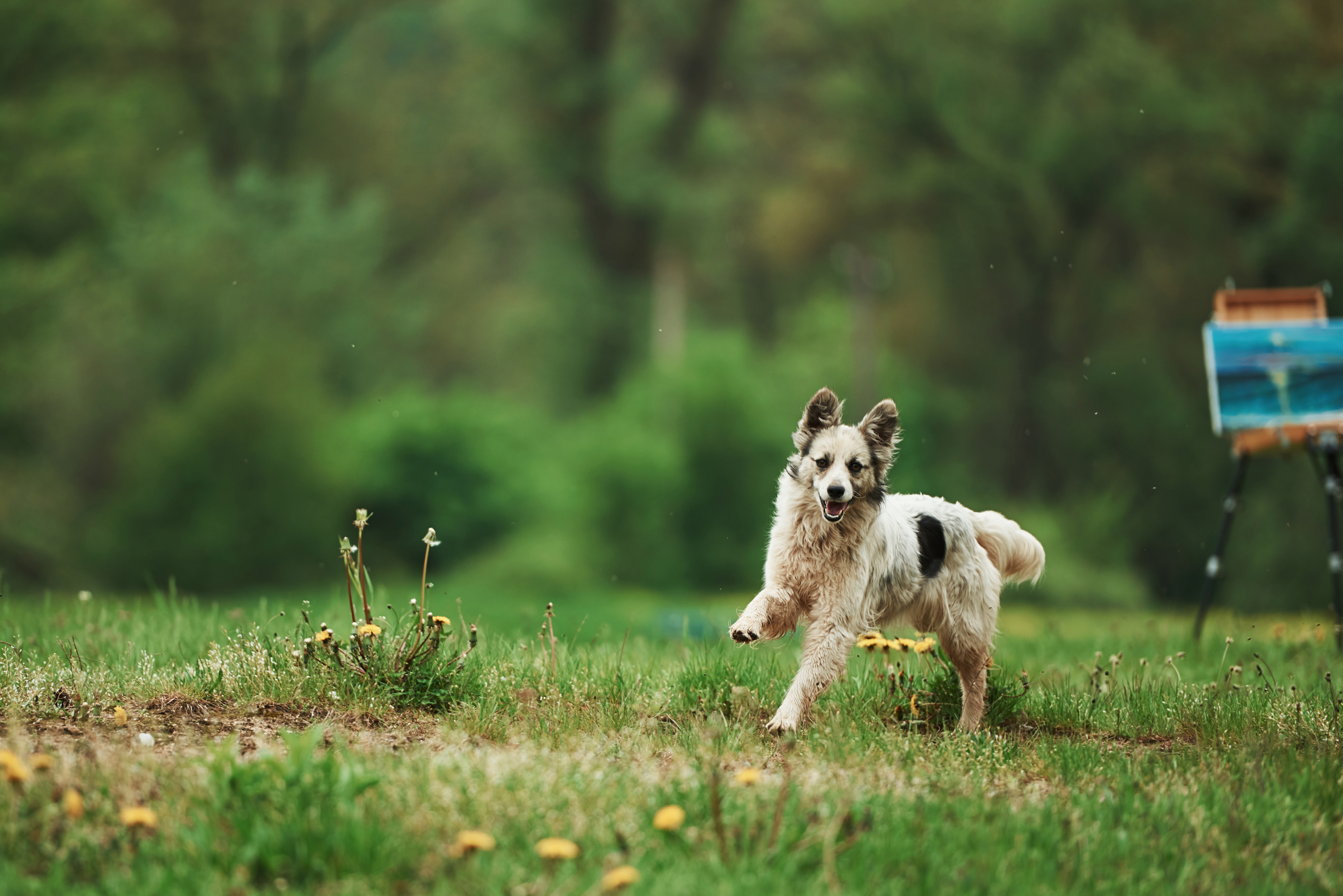 Où promener son chien à Toulouse ? Le top des parcs et espaces verts toulousains