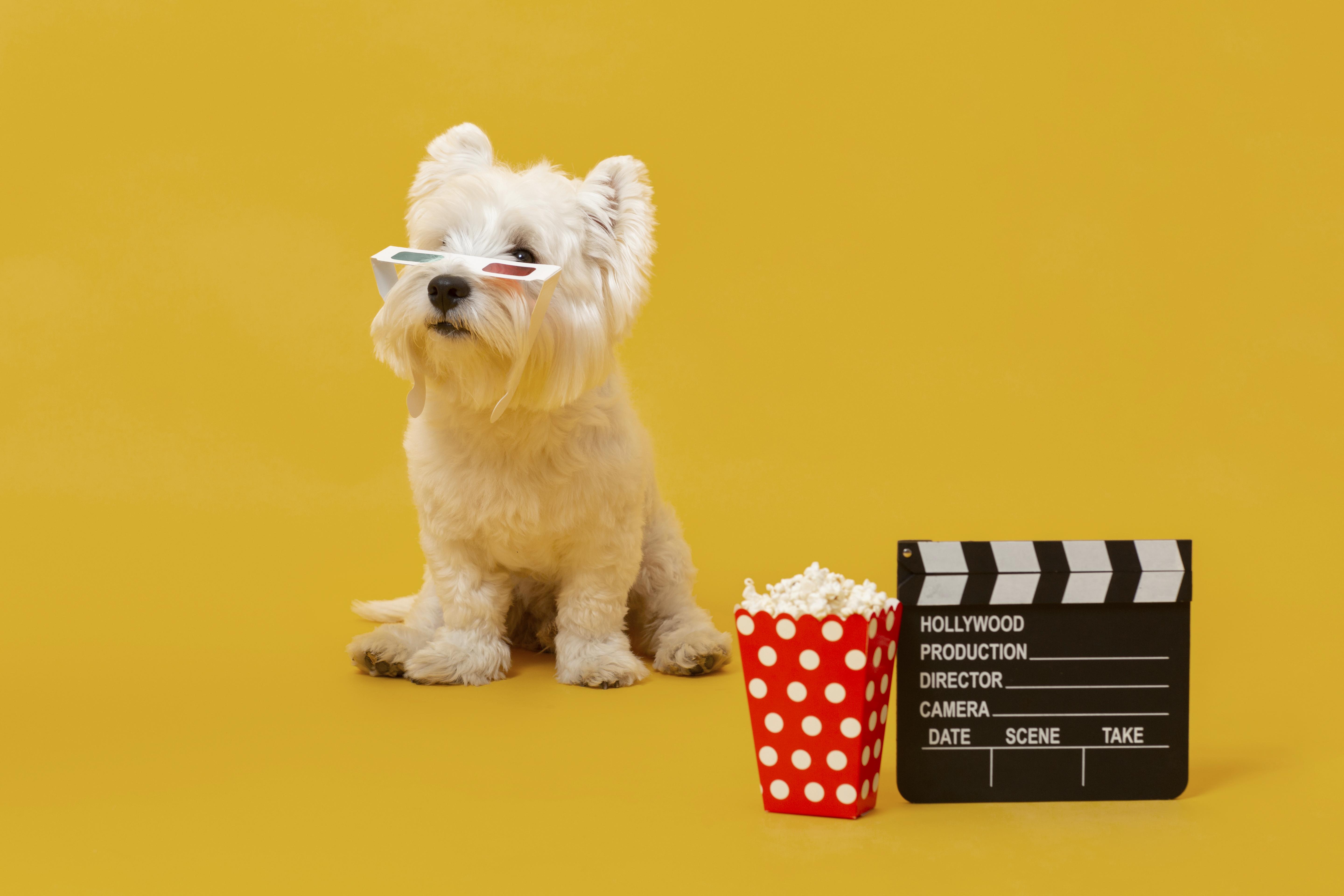 Top 40 des prénoms de chiens et chats inspirés des séries et films cultes