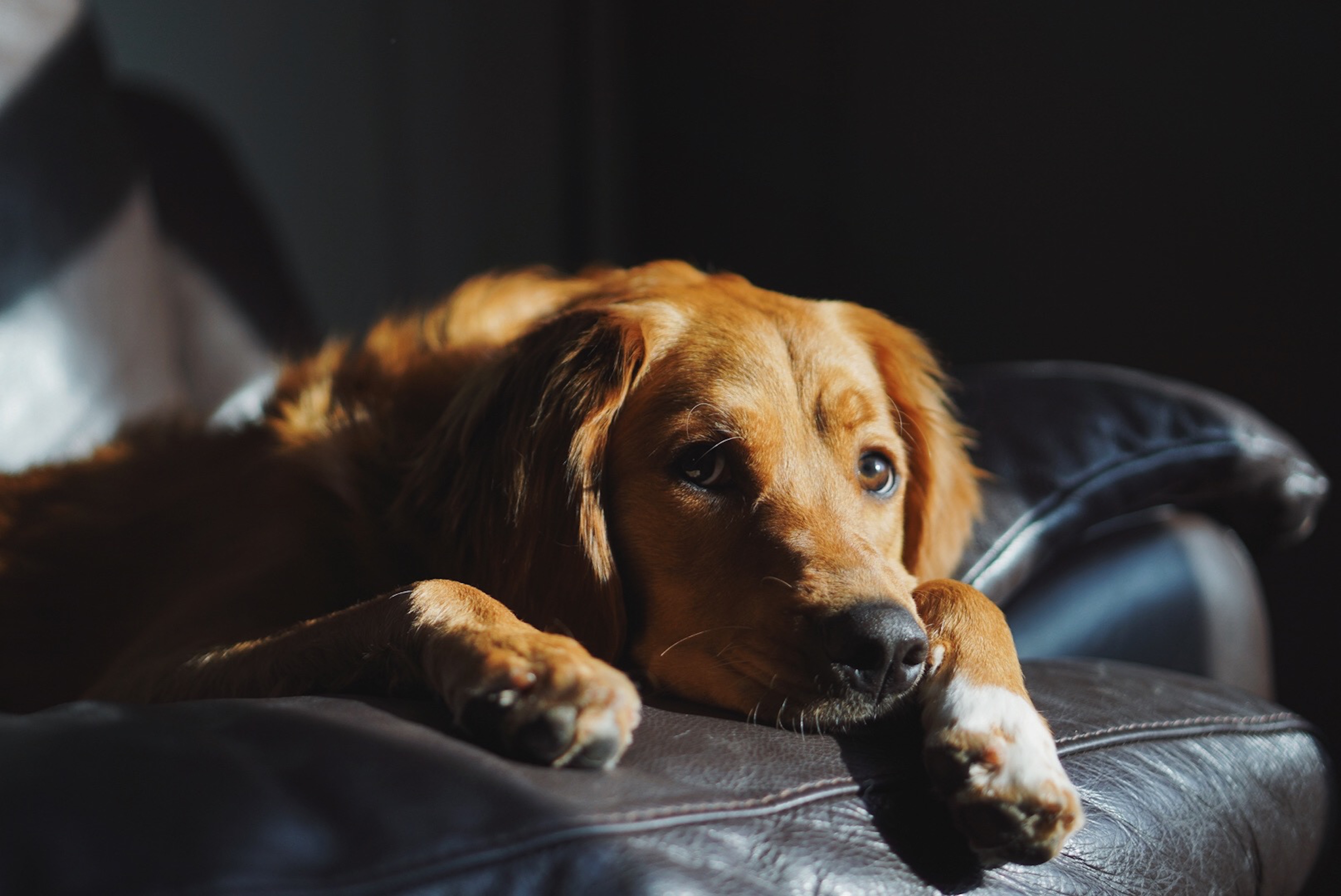 Mon chien est réactif ou peureux : peut-on quand même faire appel à un pet sitter ?