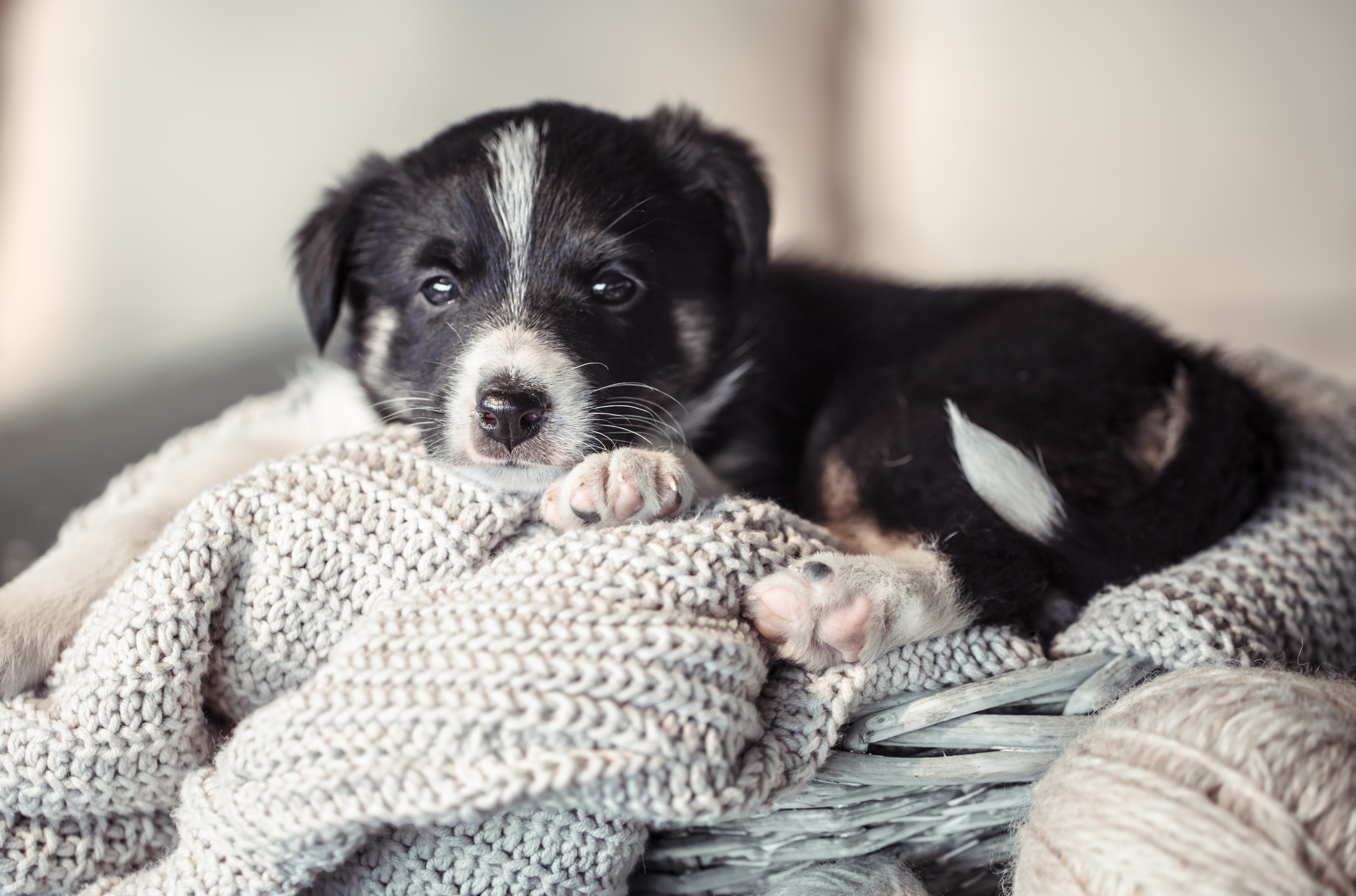 Chiot ou chaton : À partir de quel âge peut-on le confier à un pet sitter ?