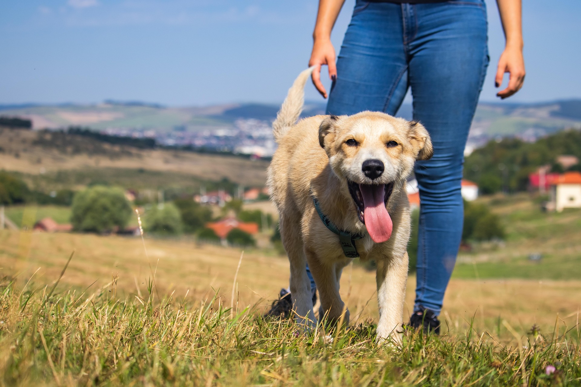 Cherche personne pour promener mon chien à Lyon : les solutions de dog walking