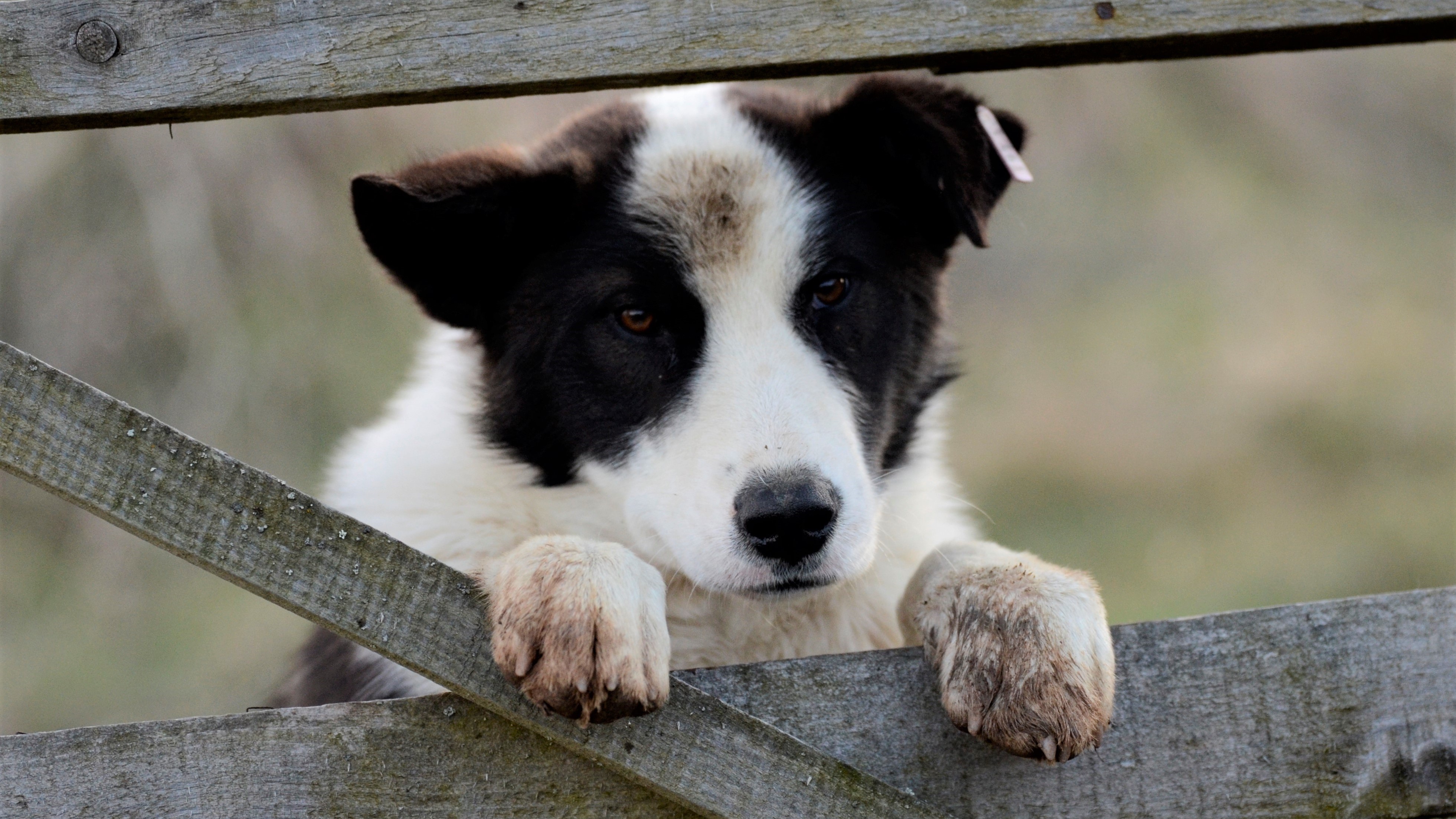 Pet sitter à Montpellier : comment trouver une personne de confiance pour garder vos animaux ?