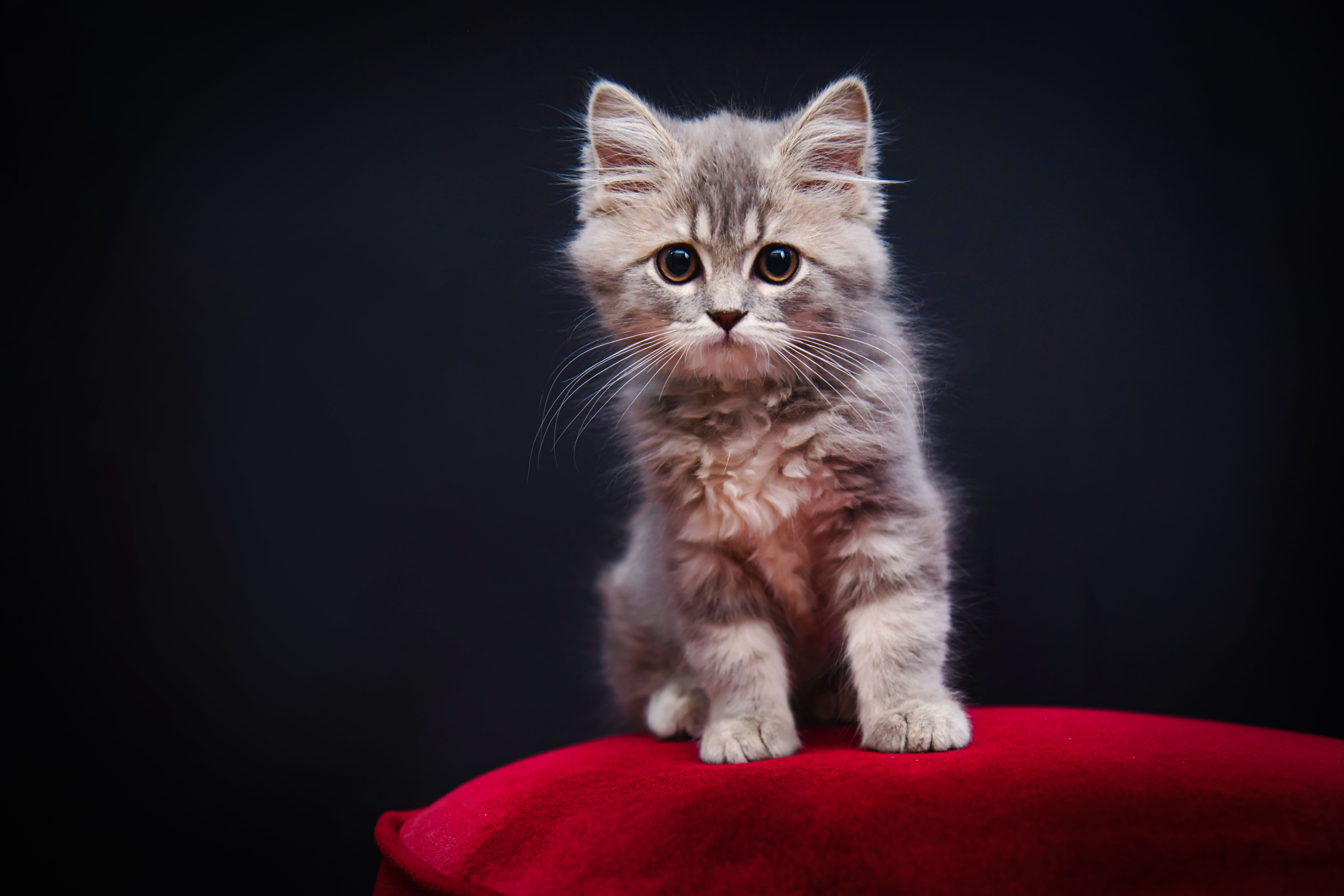 Le "quart d’heure de folie" du chat le soir : pourquoi court-il partout et comment l'apaiser ?