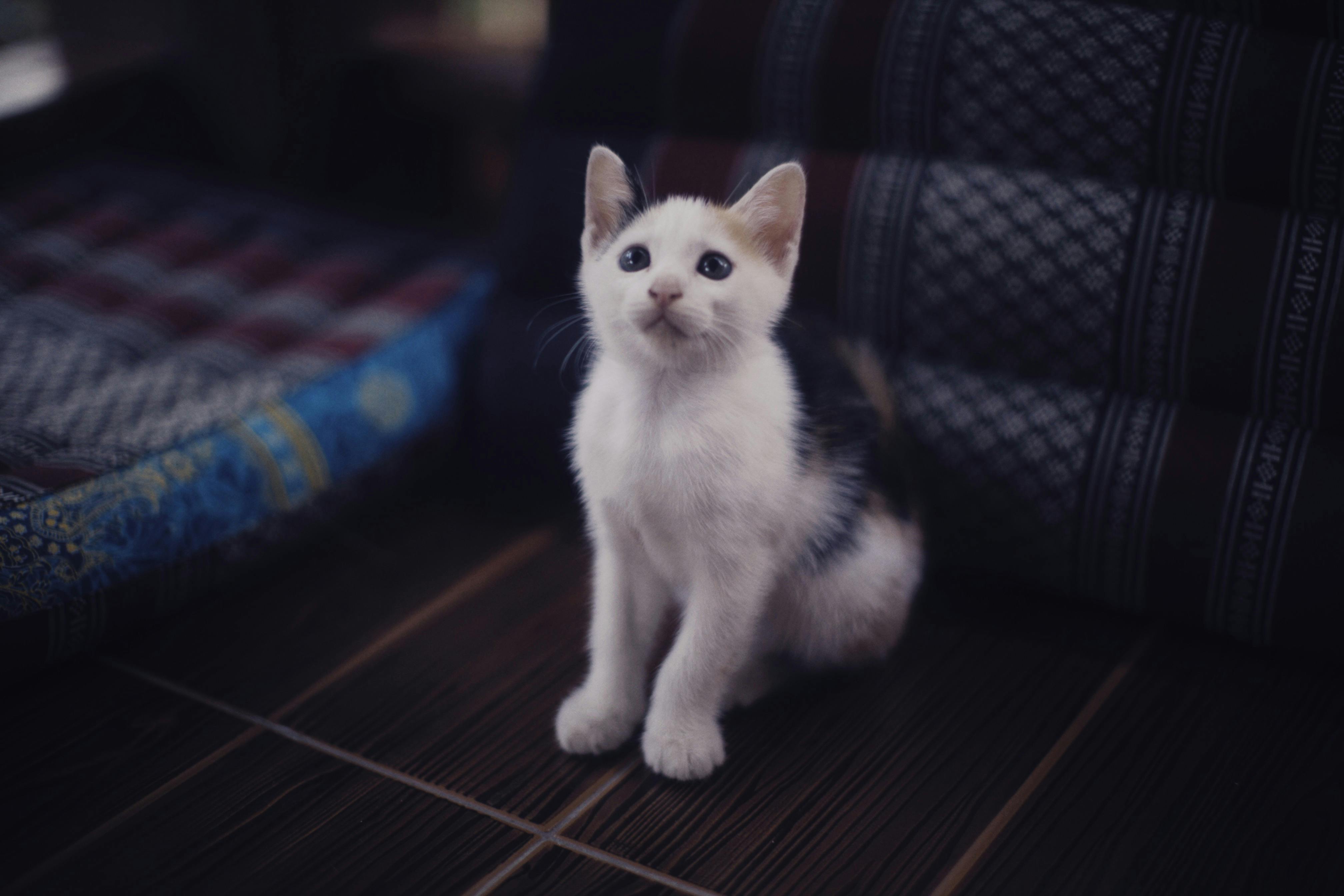  Le guide du langage corporel du chat : Comment savoir si votre chat aime son pet sitter ?