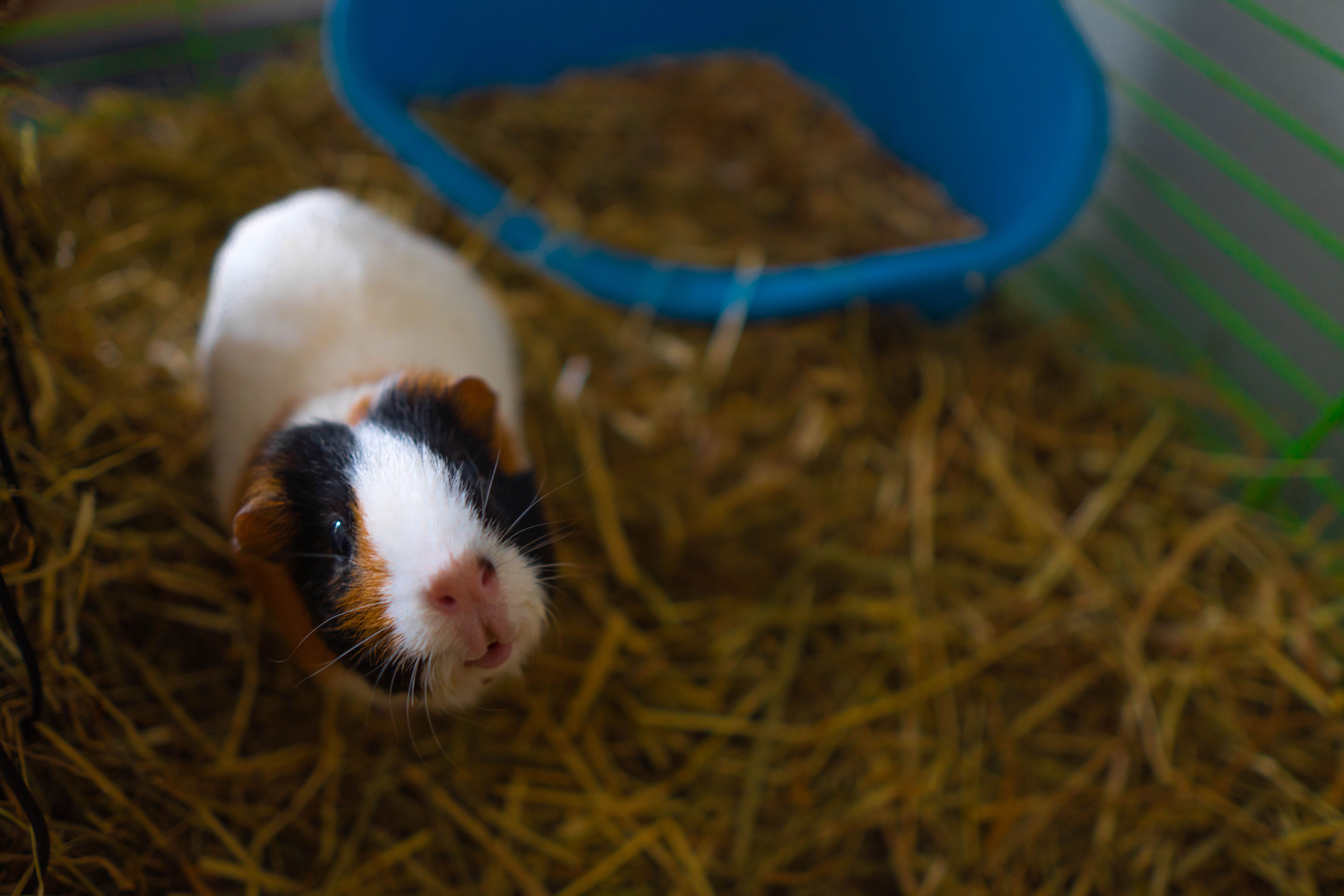 Top 30 des prénoms les plus mignons pour les lapins, cochons d'Inde et petits rongeurs (NAC)
