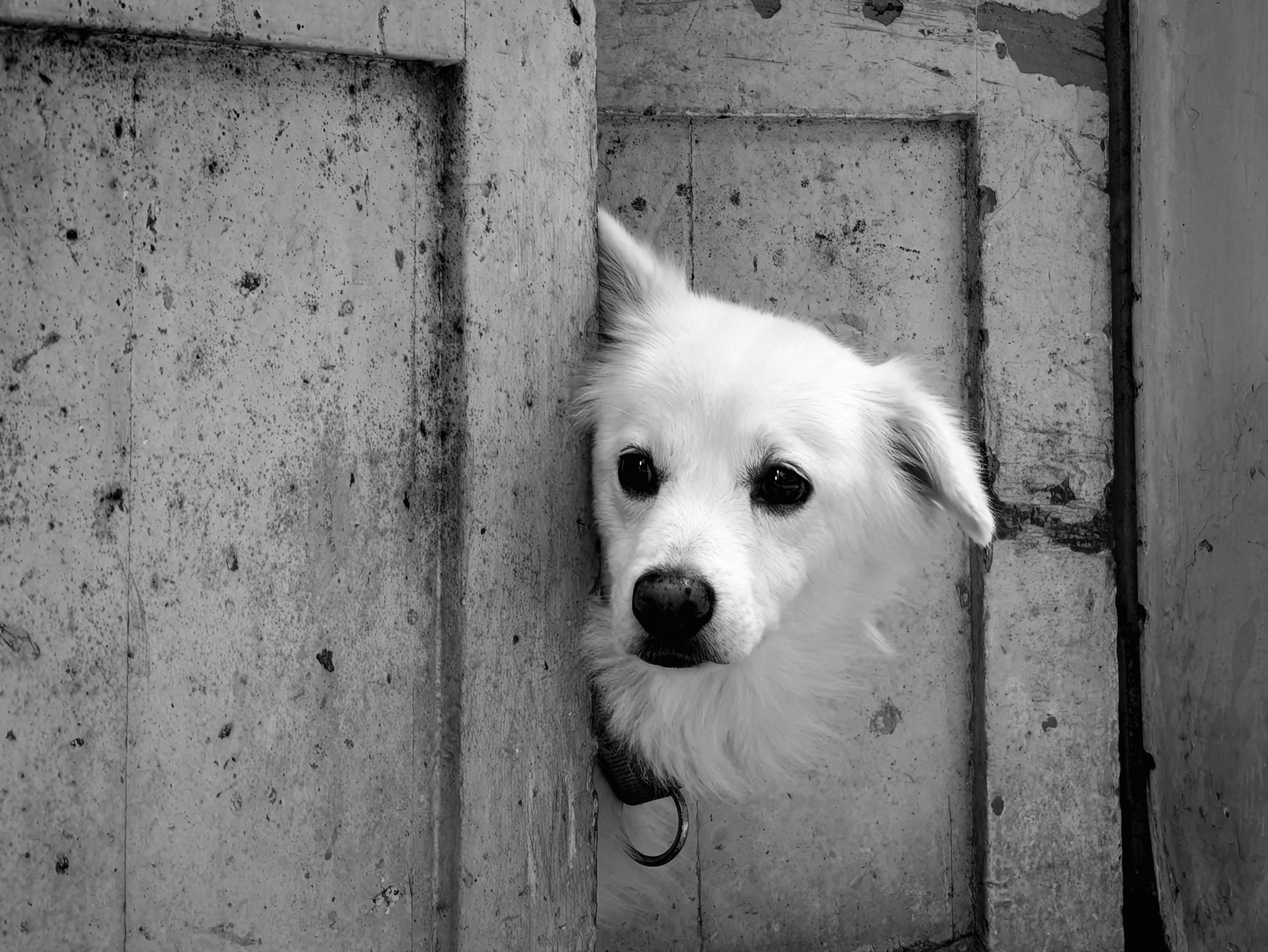 Les 5 odeurs que les chiens détestent le plus (et que vous utilisez sans le savoir)