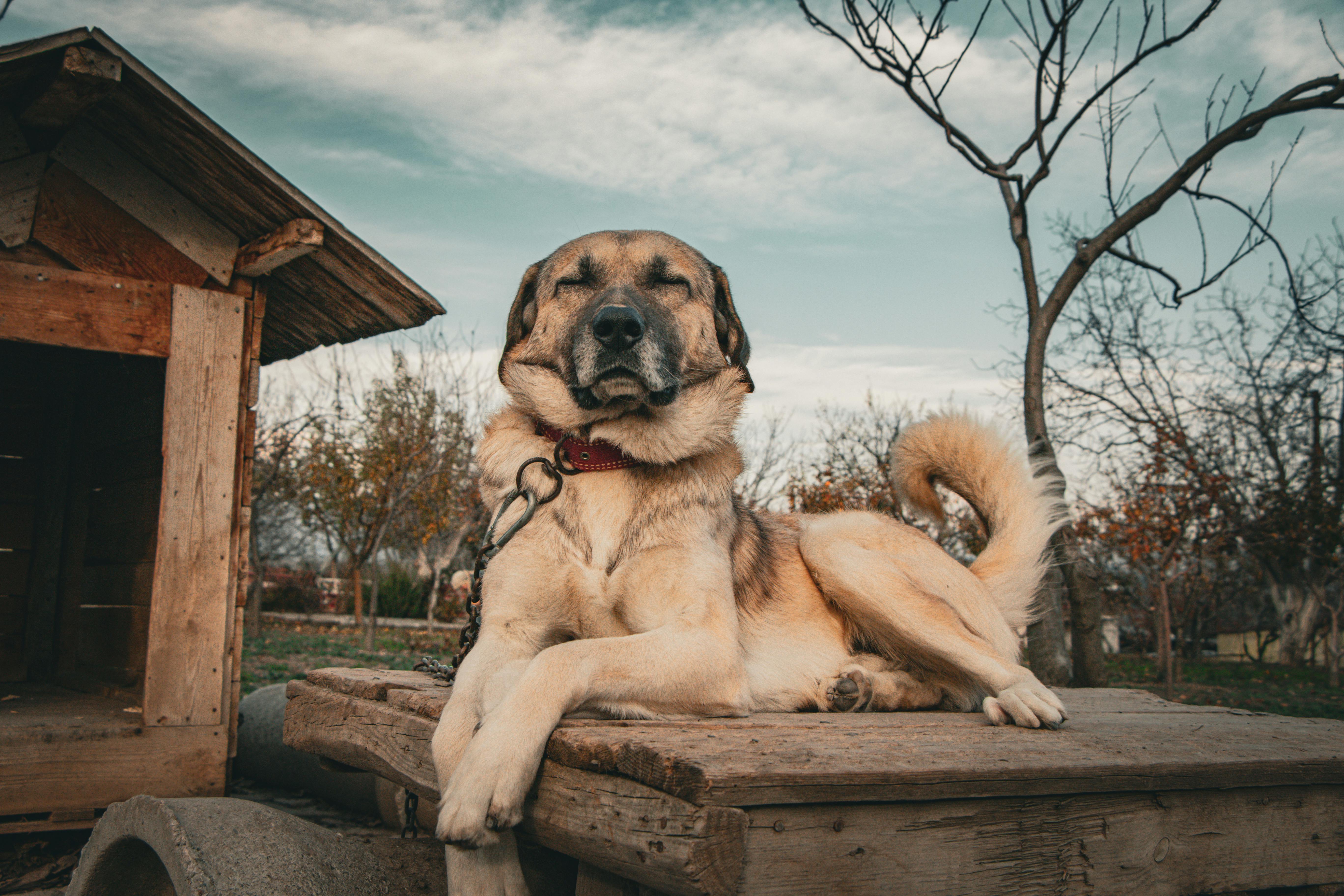 Garde de chien en appartement VS en maison : Quelles différences pour le pet sitting ?