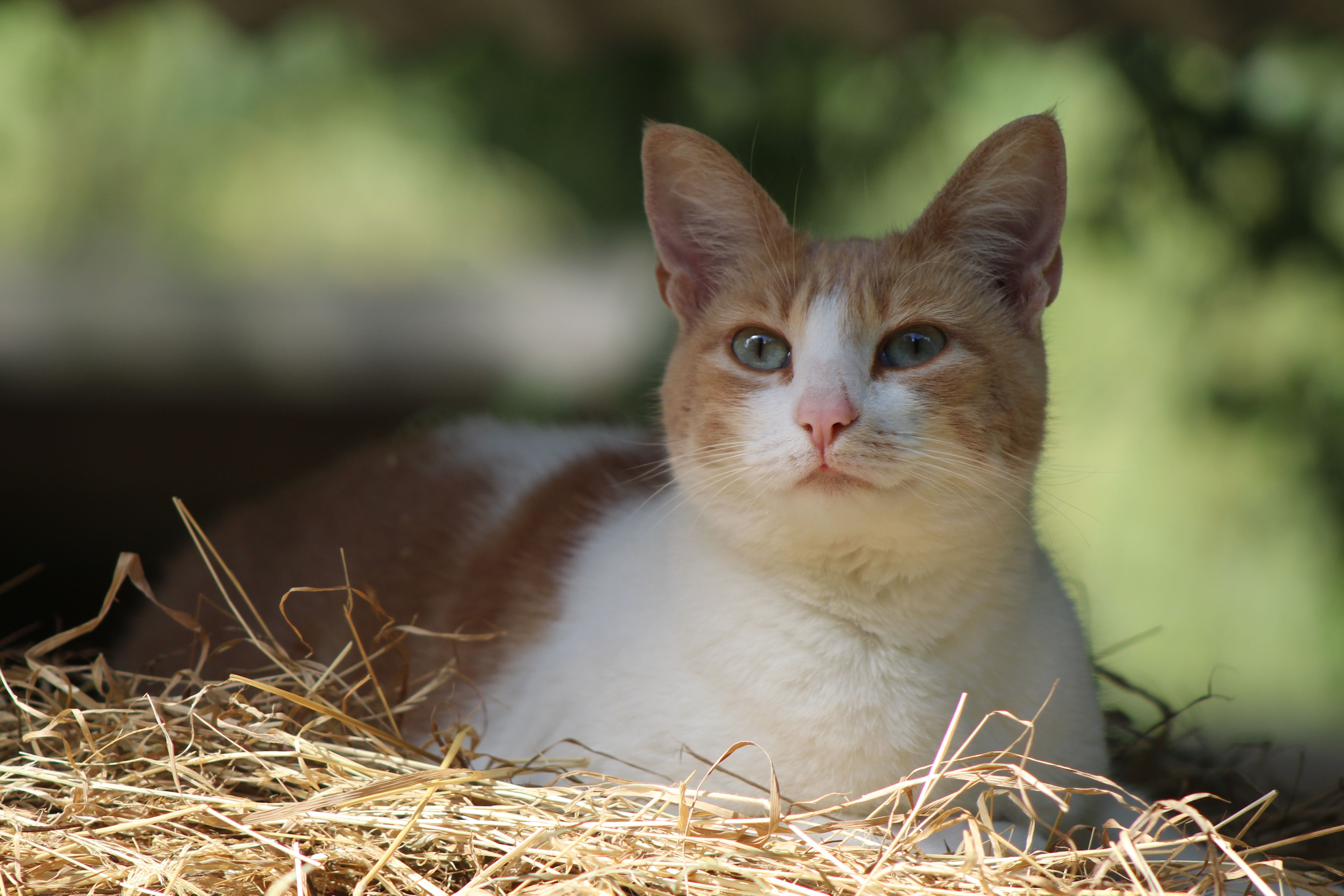 Top 3 des erreurs de nettoyage après un oubli ou accident de litière de son animal