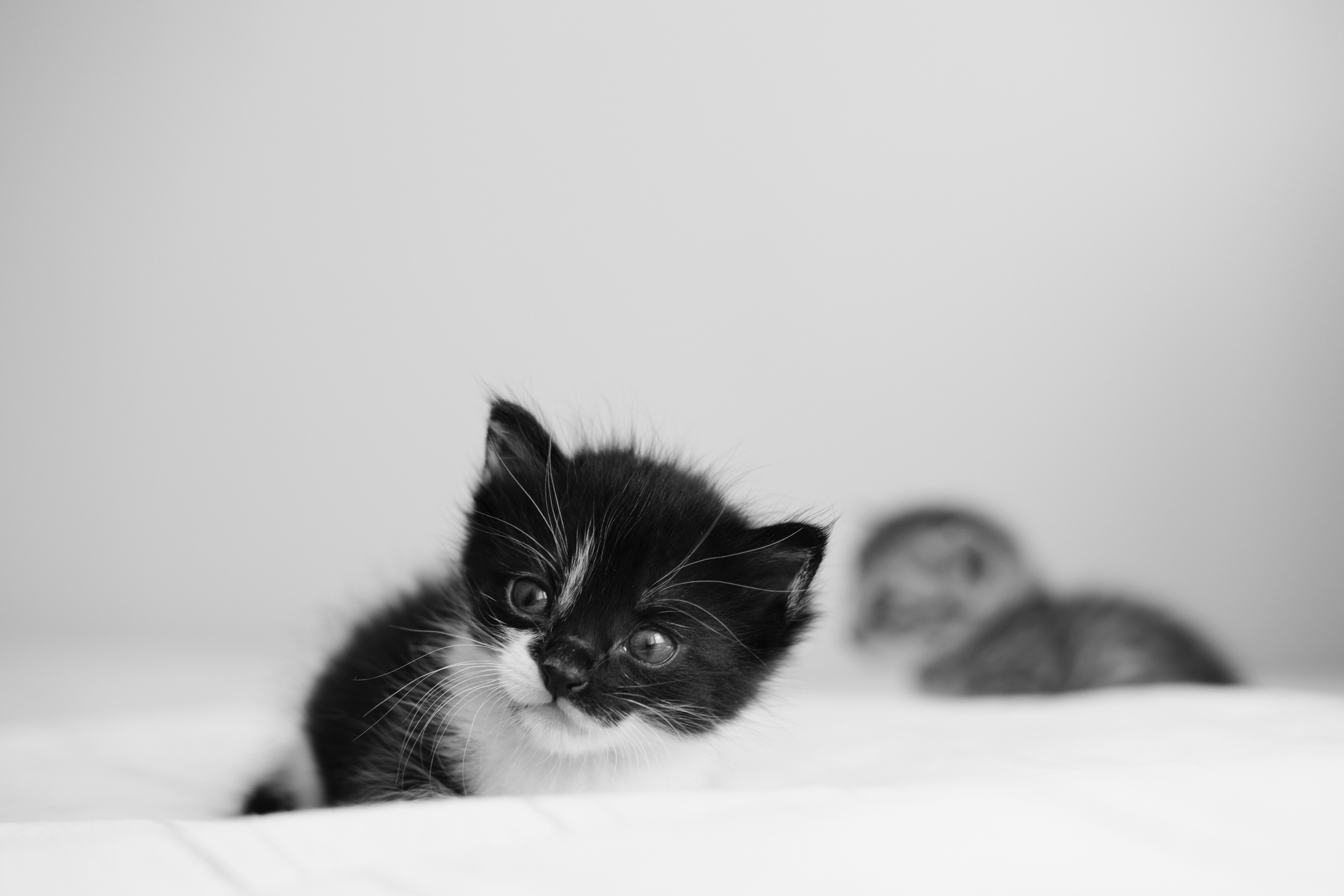 Top 50 des prénoms originaux pour chatons en 2026
