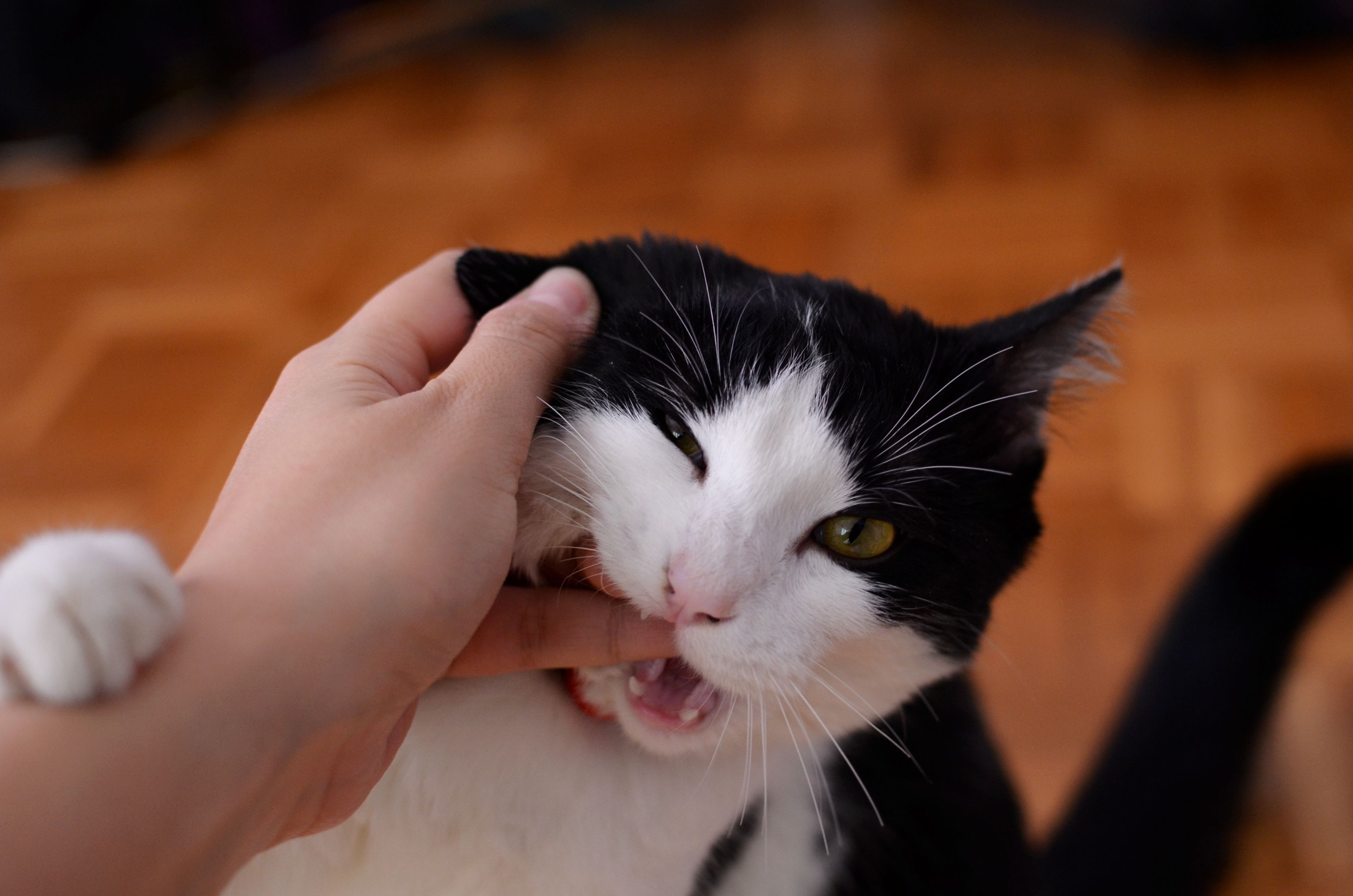 Pourquoi mon chat me mordille quand je le caresse ? Le syndrome du chat caressé-mordeur