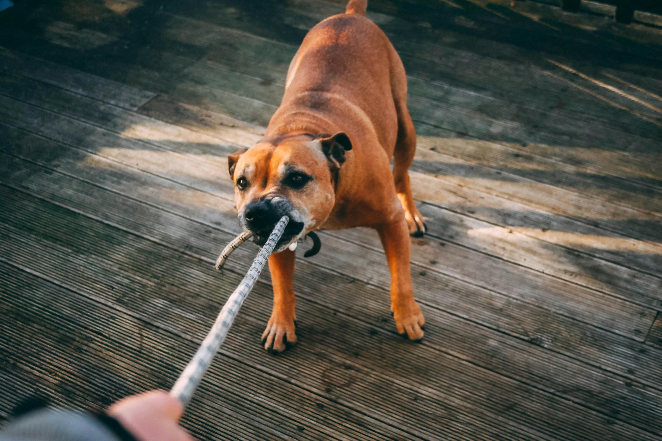 Chien qui tire en laisse : Comment aider votre pet sitter à passer une promenade sereine ?