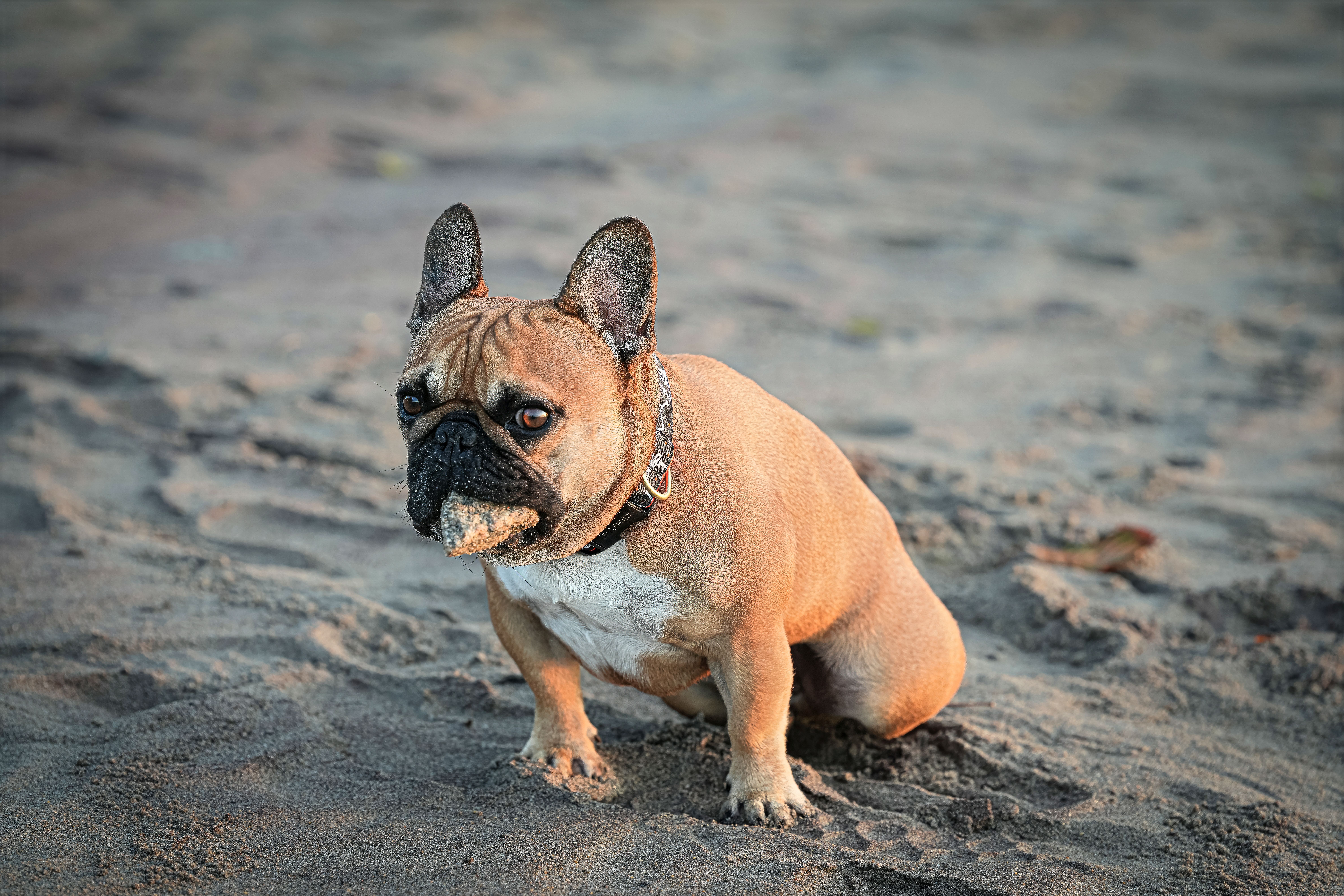 Mon chien mange ses crottes (coprophagie) : comprendre les causes et stopper cette habitude