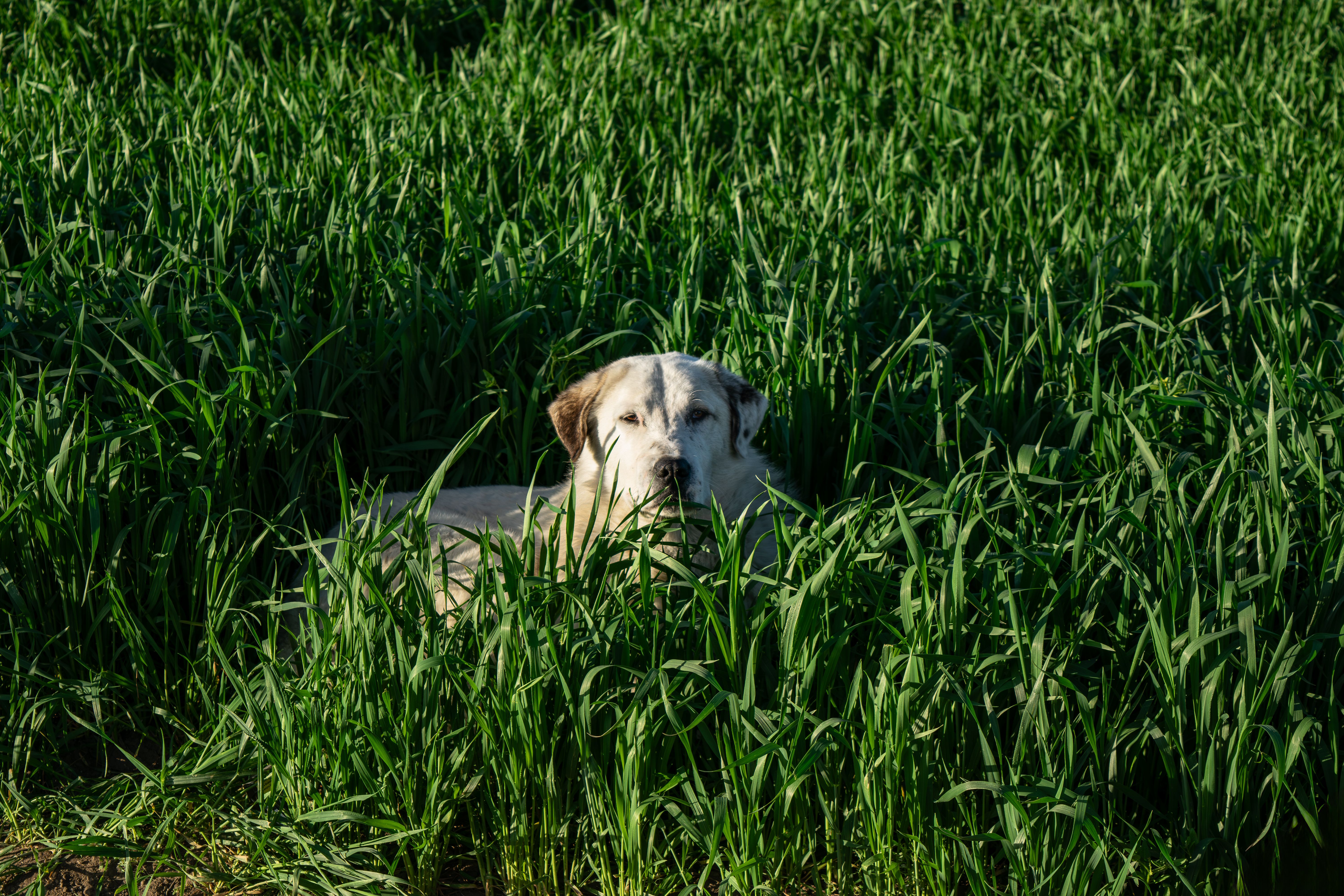 Épillets : le danger silencieux du printemps et de l'été pour les chiens