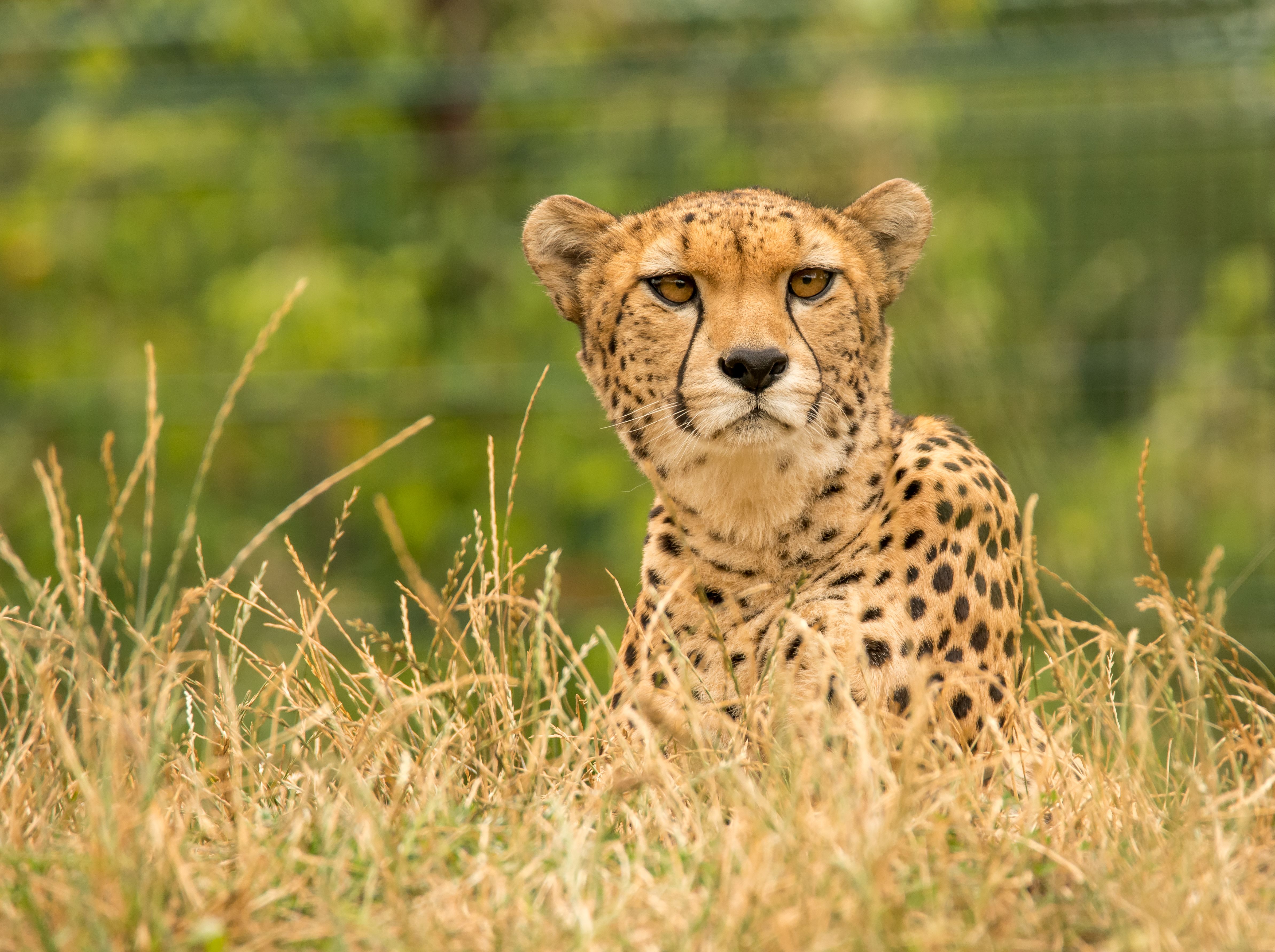 Quel est l'animal le plus rapide du monde ? (Terre, Air, Mer)