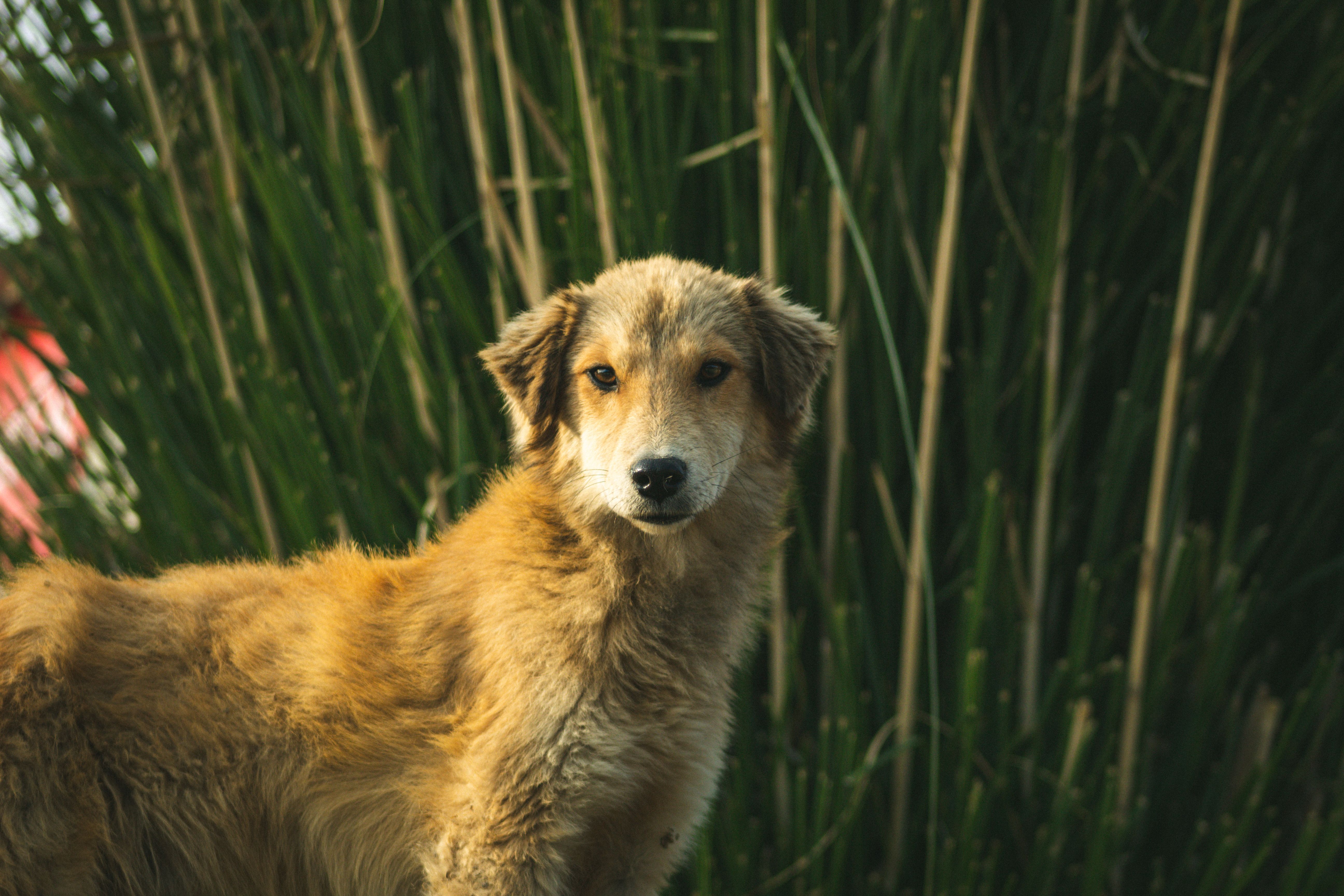  Les prénoms de chiens inspirés de la mythologie (Grecque, Romaine, Nordique) : donnez du caractère à votre compagnon !