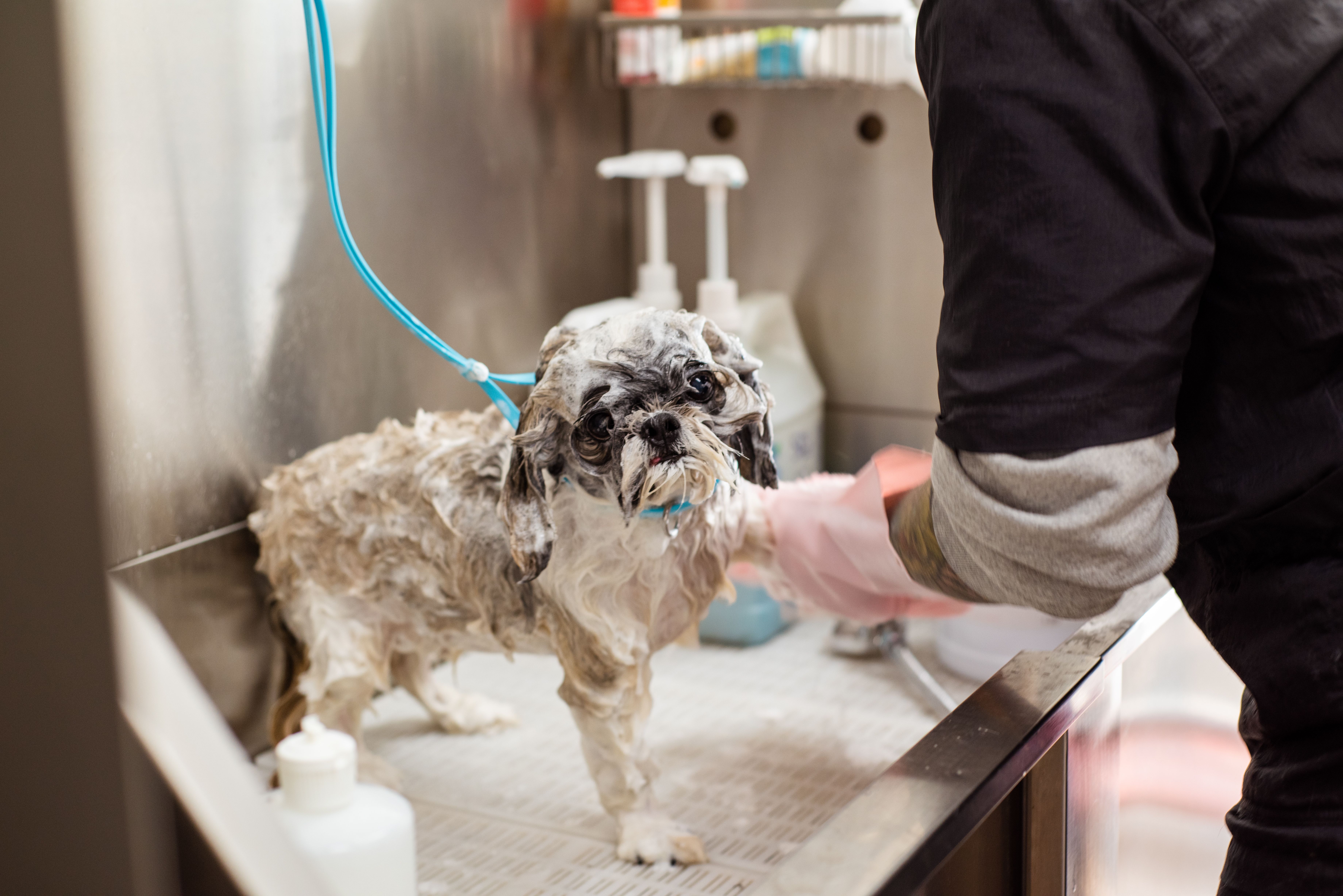 À quelle fréquence faut-il laver son chien ? Guide selon le type de poil et la saison