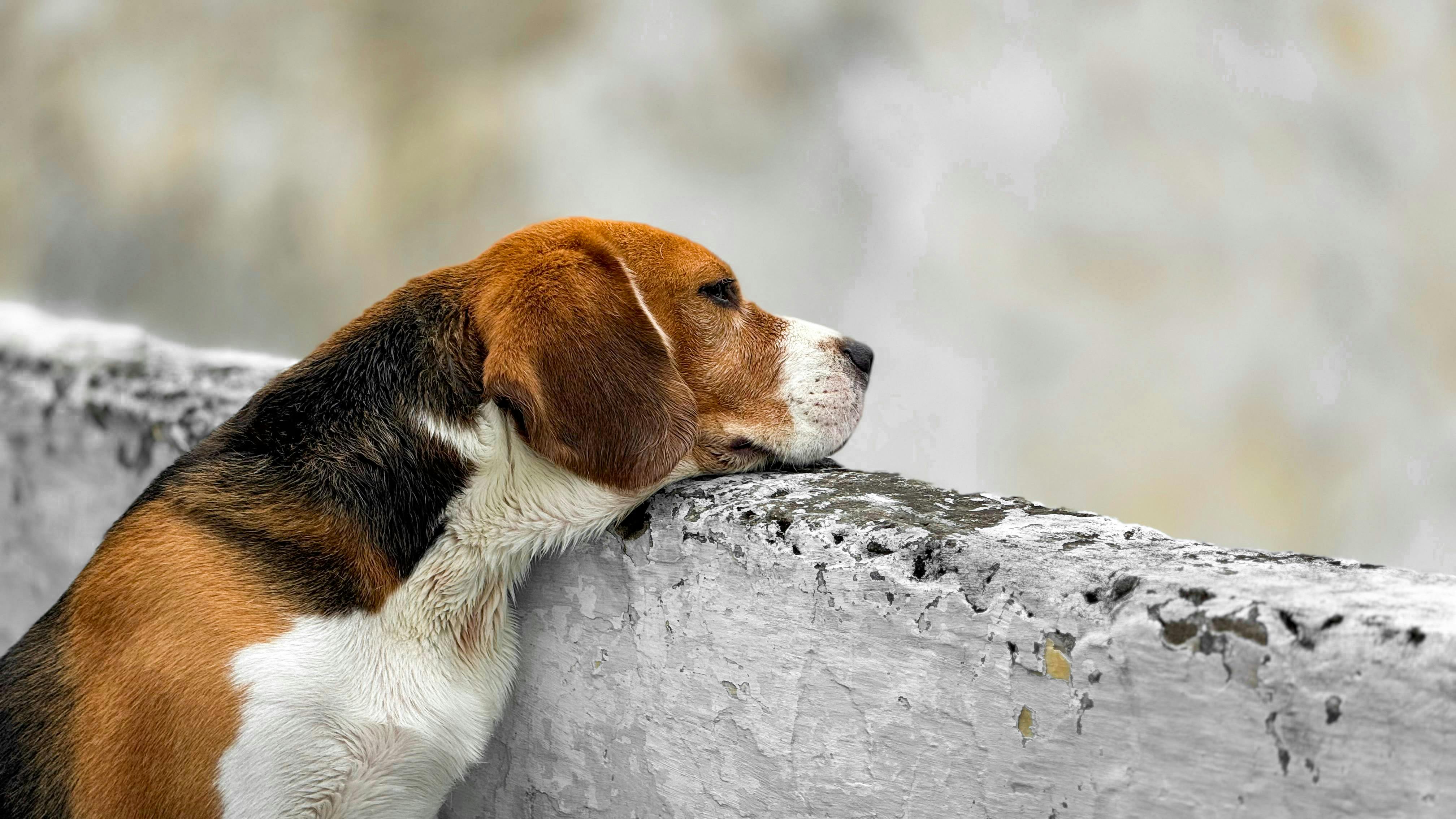 Dépression saisonnière chez le chien et le chat : Le manque de lumière les affecte-t-il aussi ?