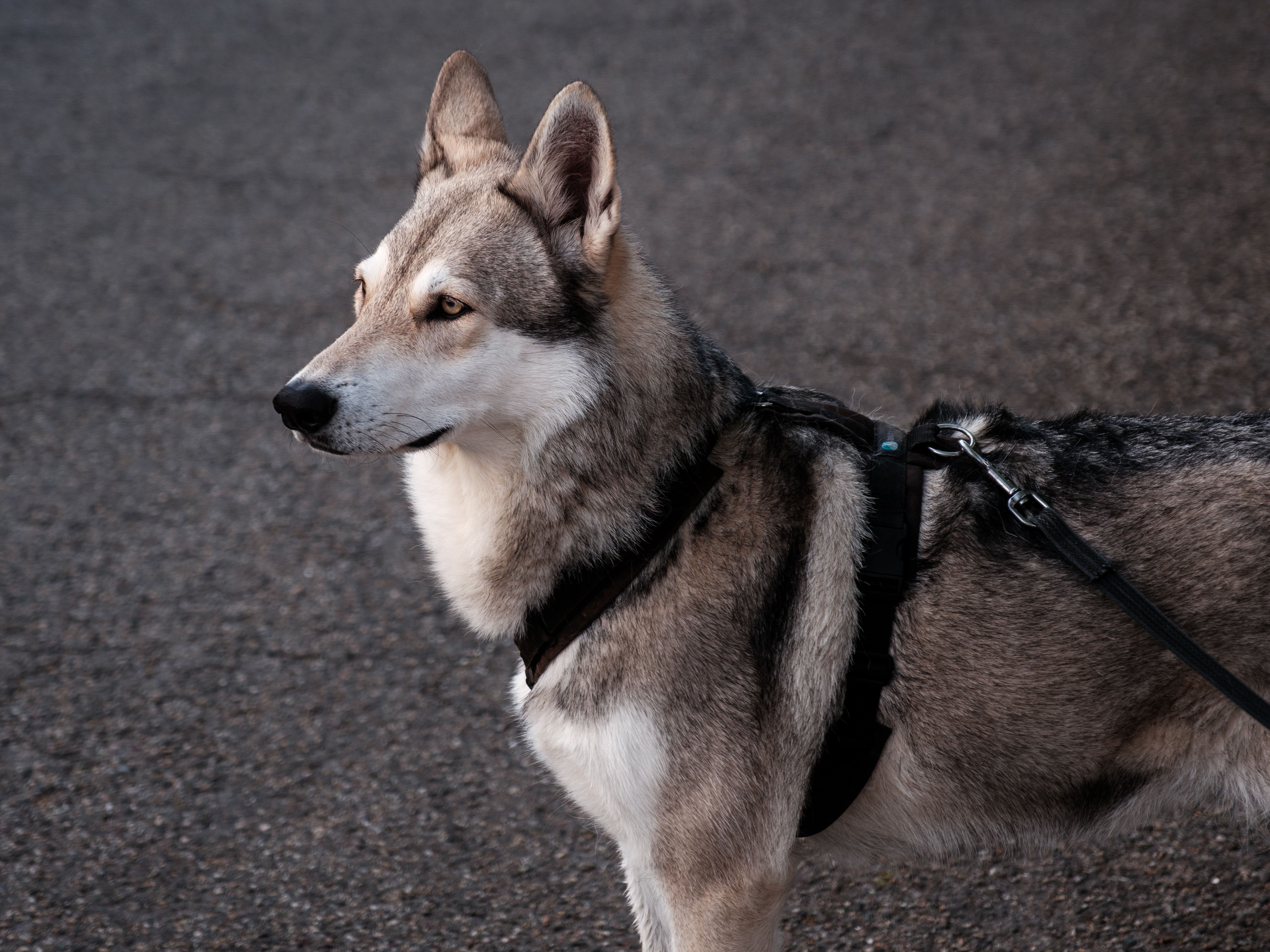 Prénoms de chiens et chats en "C"