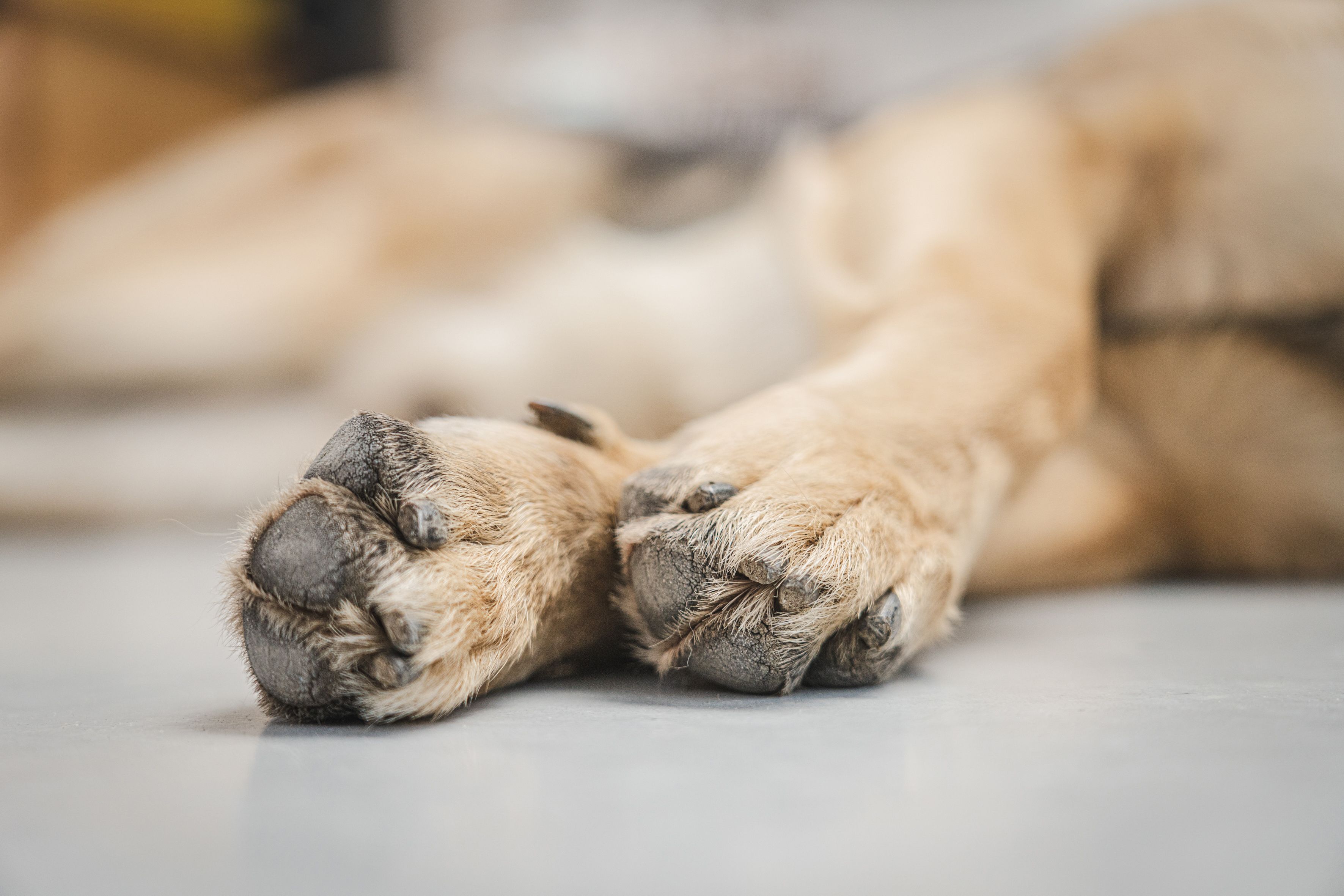 Coussinets et sel de déneigement : Protéger les pattes de son chien pendant les promenades d'hiver