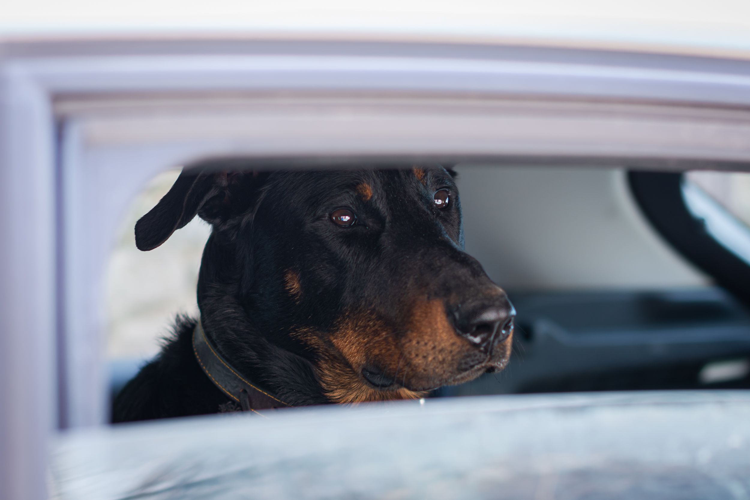 Transporter son chien ou son chat en voiture : que dit la loi et comment assurer sa sécurité ?