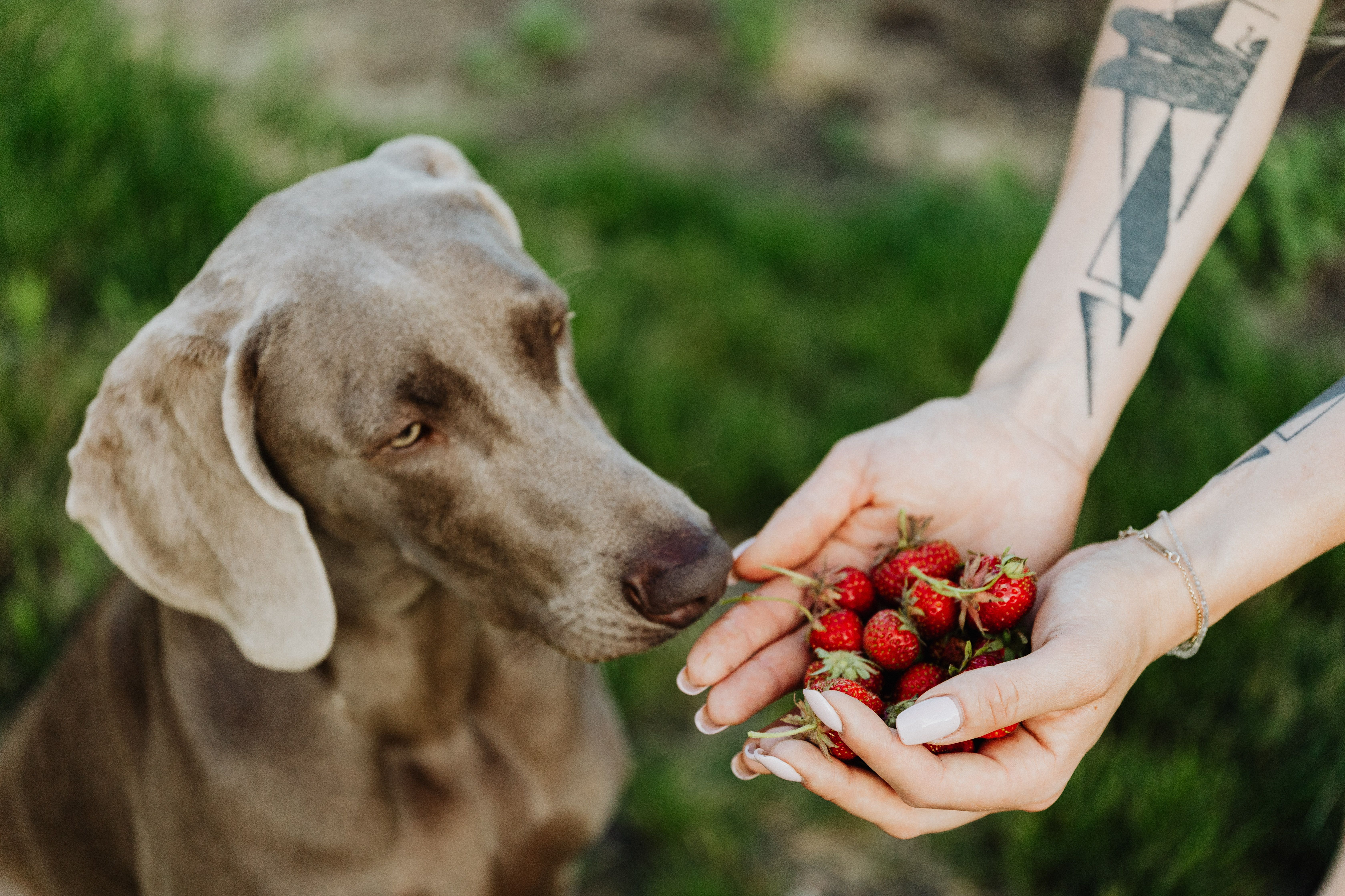 Aliments toxiques pour les chiens et les chats : la liste noire des 10 pièges mortels dans la cuisine