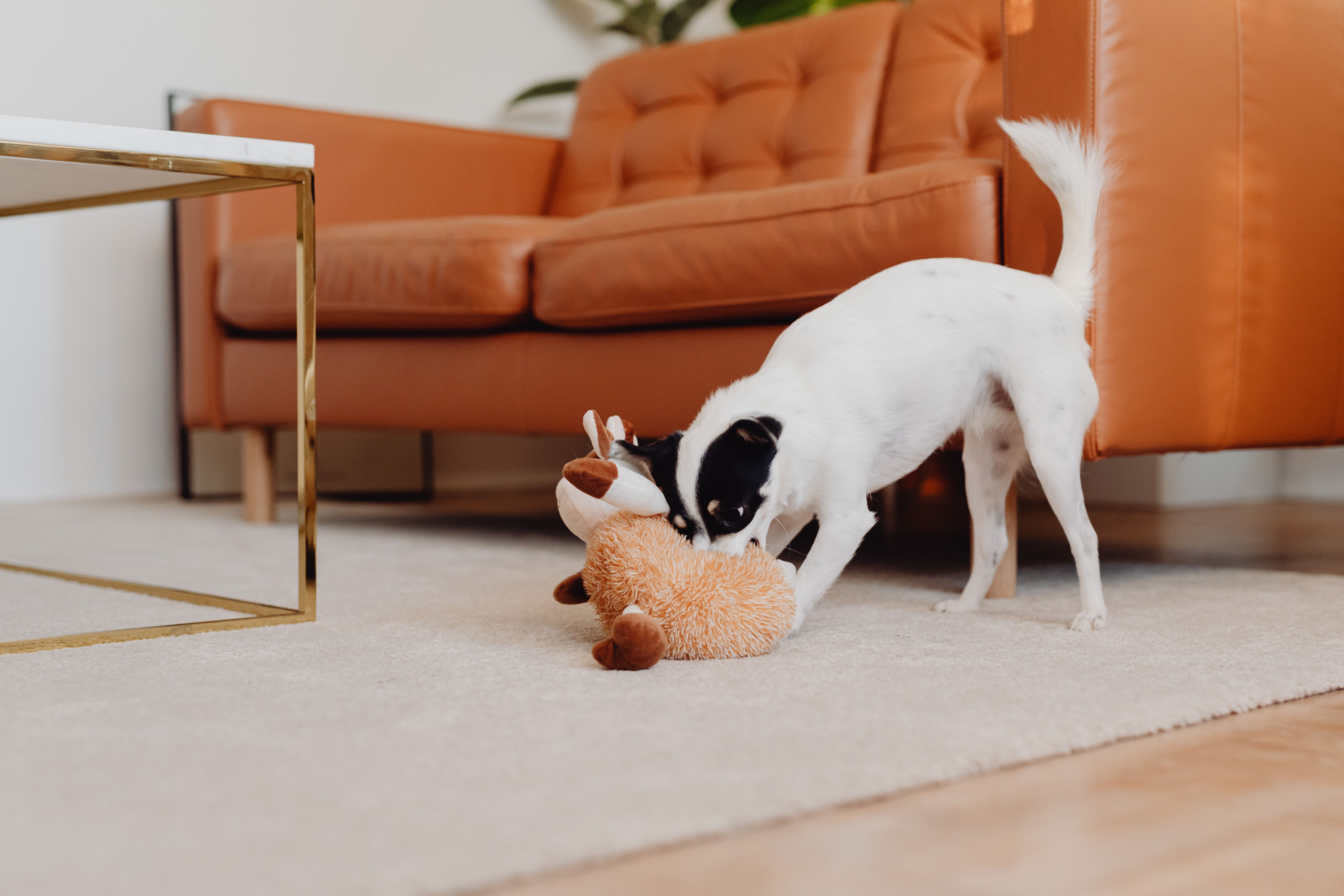 Jeux d'occupation pour chien : 7 activités stimulantes pour éviter l'ennui à la maison