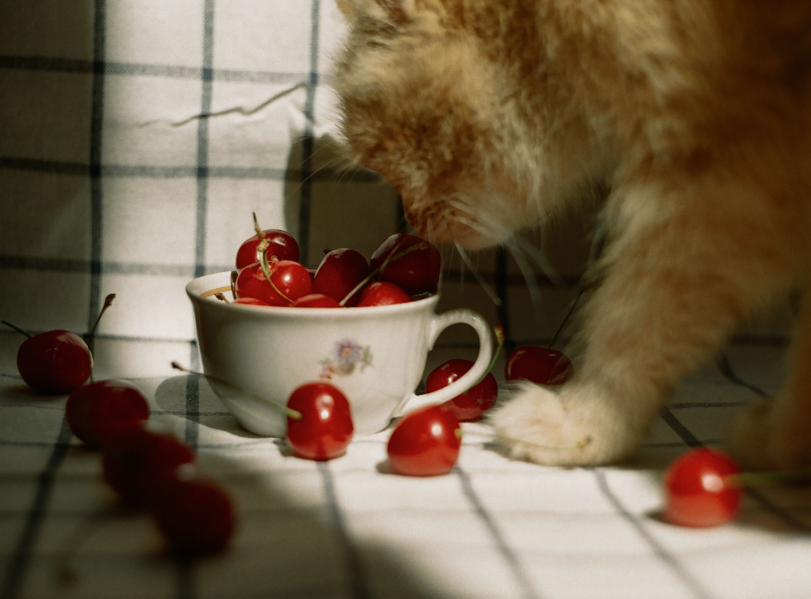 Fruits d’été et d'hiver : quels fruits pouvez-vous donner à votre chien sans danger ?