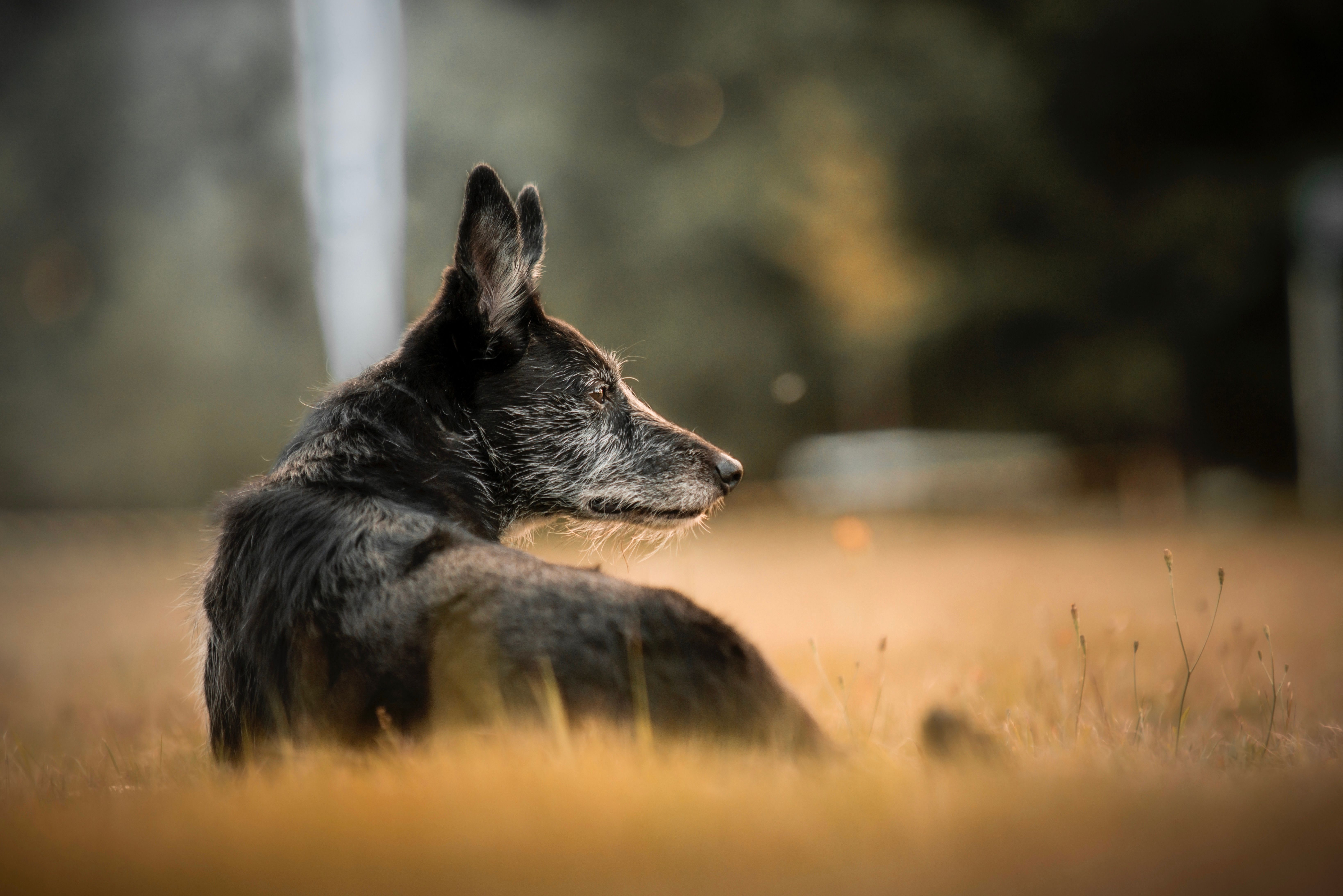 Comment calculer l'âge réel de son chien et de son chat en années humaines ?
