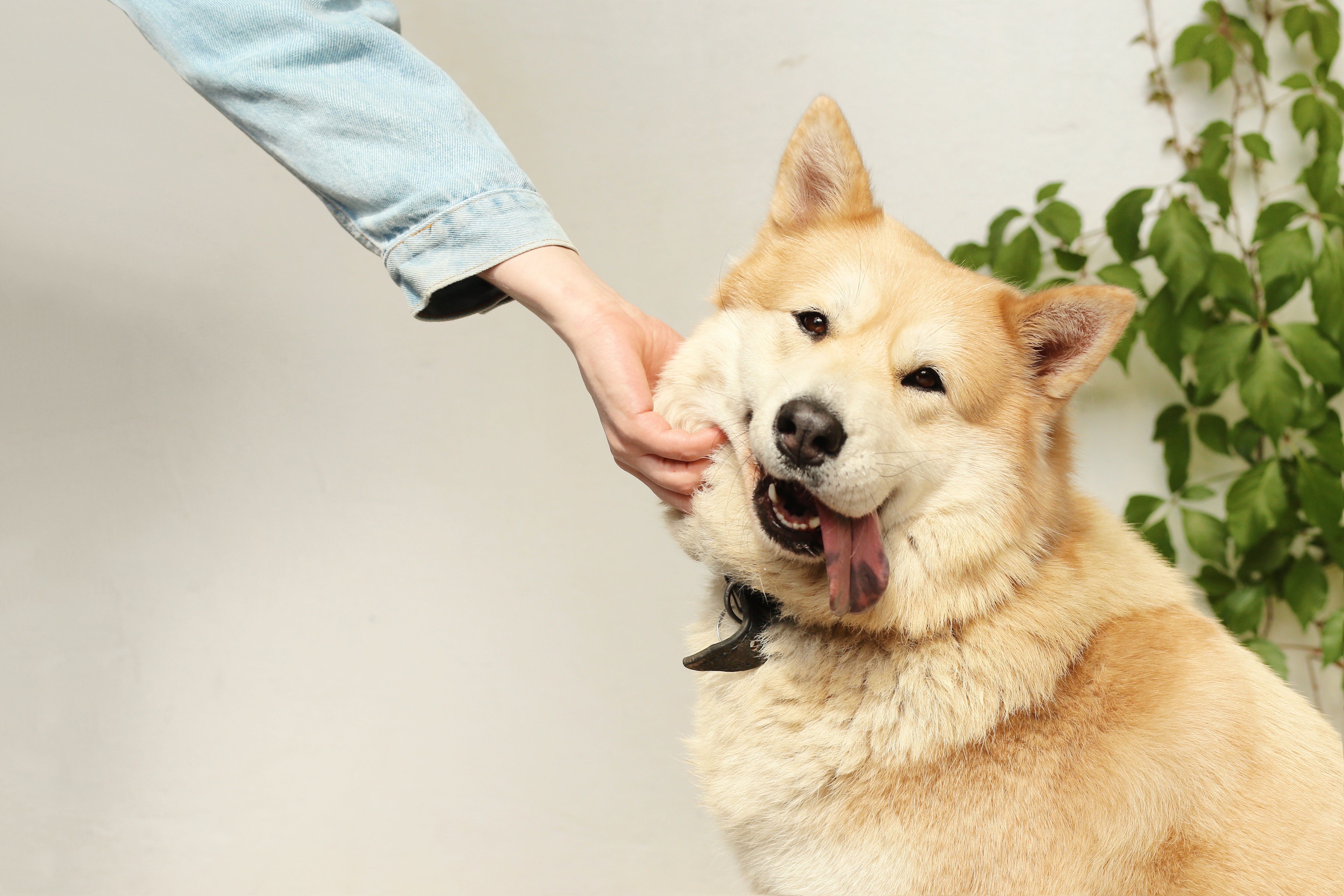 Réussir la pré-visite en pet sitting : la méthode en 5 étapes pour rassurer les maîtres et signer la garde