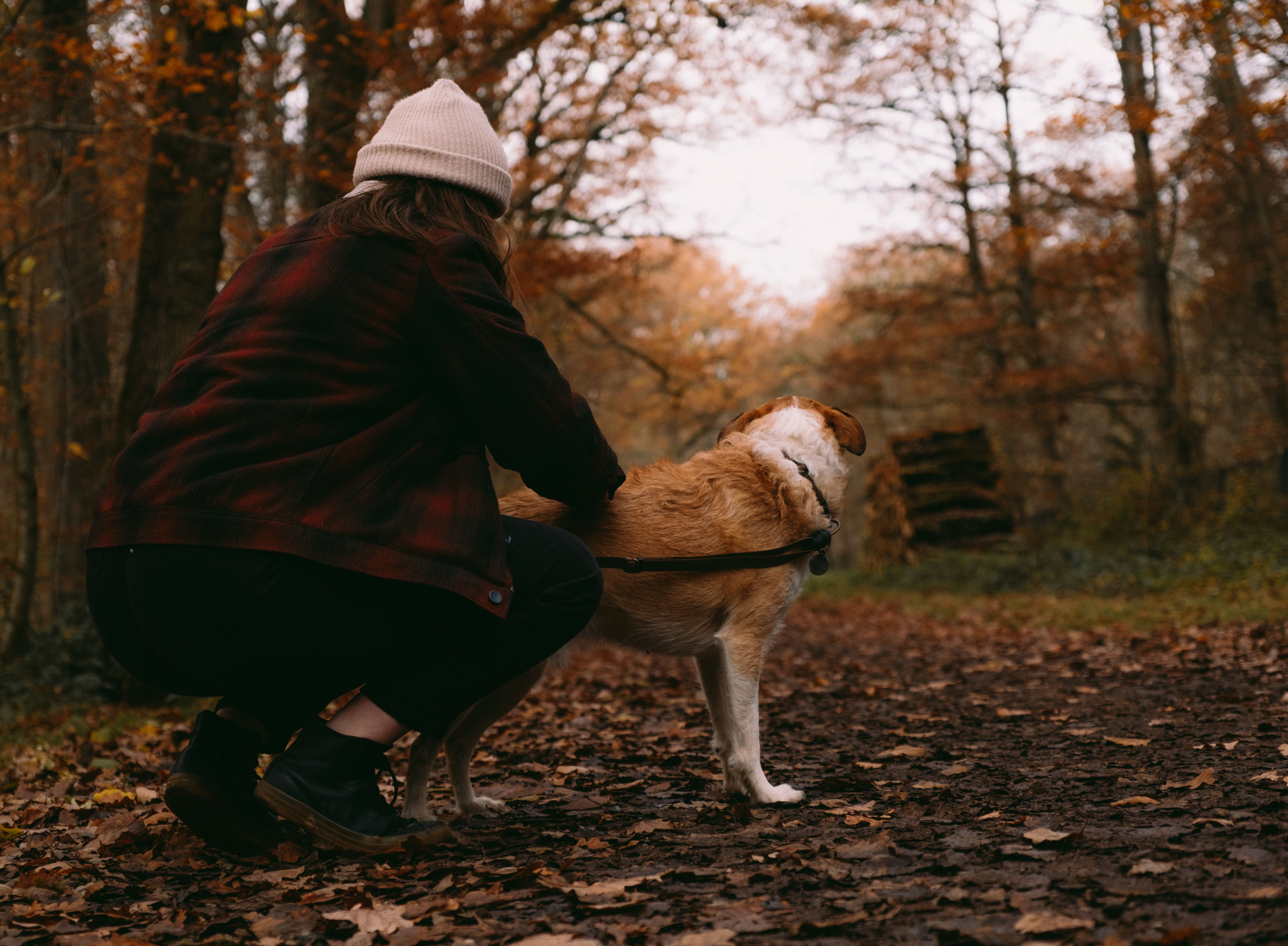 Les dangers de l'automne : Champignons, marrons et antigel, ce que votre pet sitter surveille