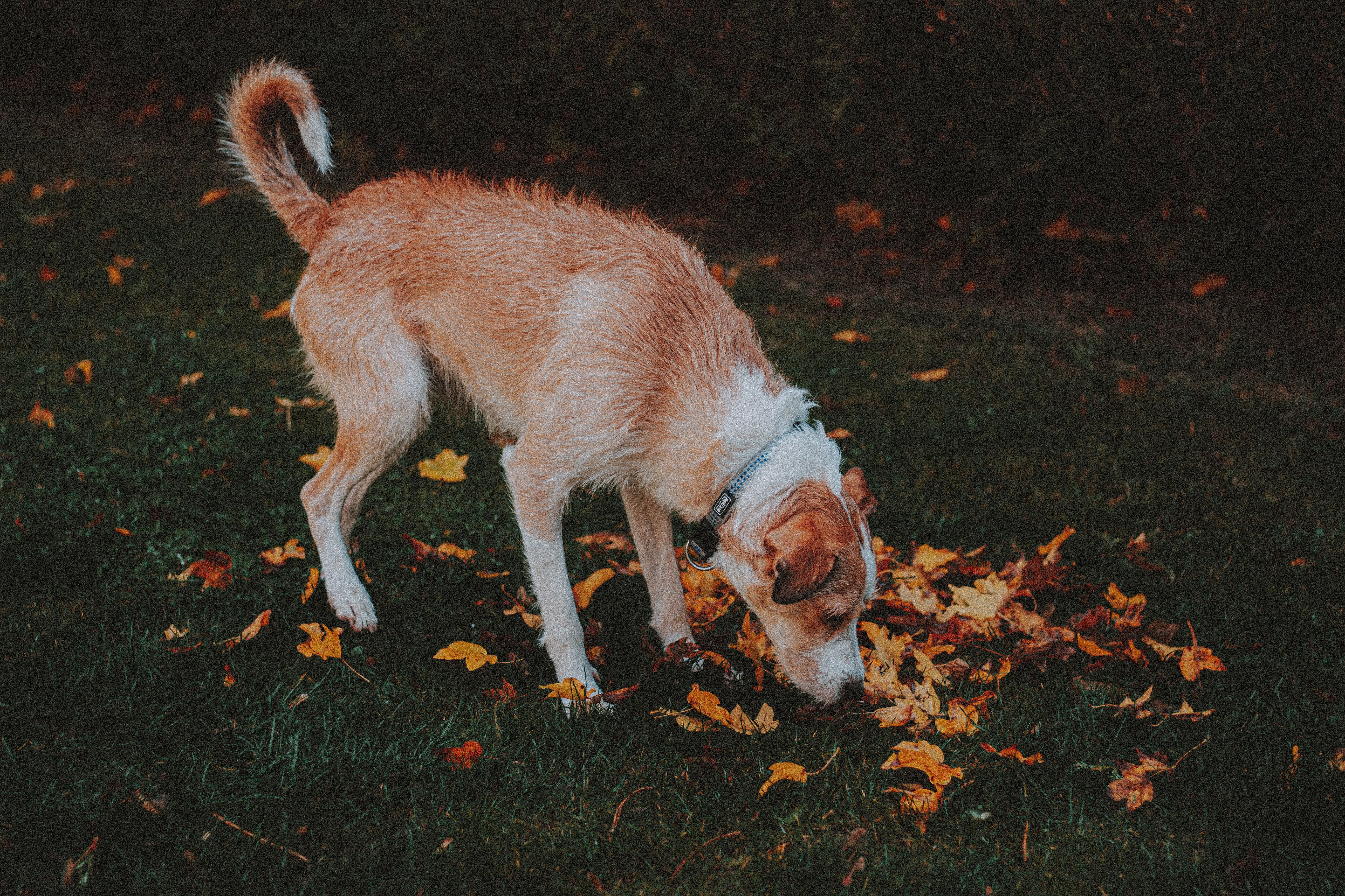 Mon chien vomit jaune ou de la mousse blanche : causes et quand s'inquiéter ?