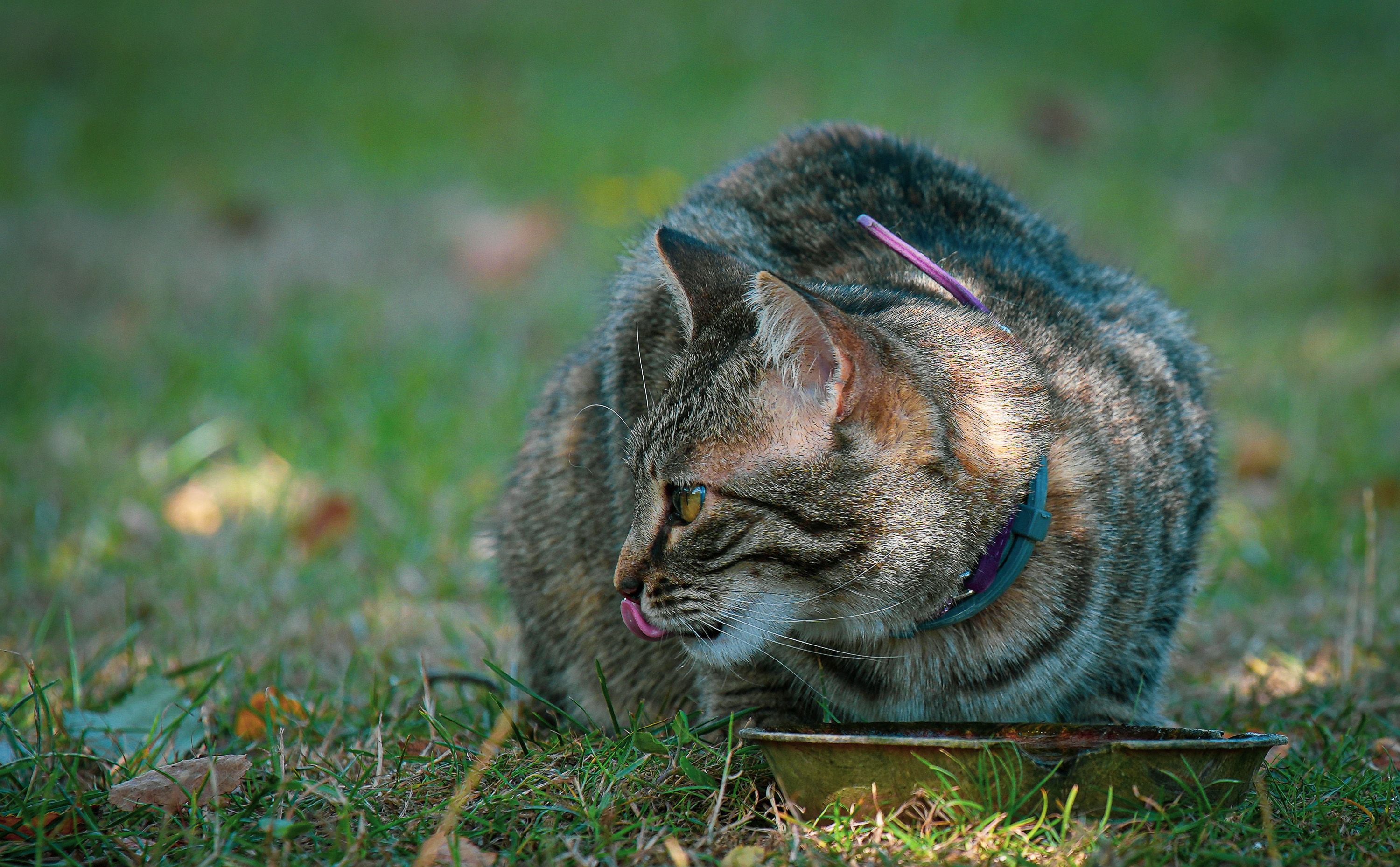Mon chat boit-il assez d'eau ? 5 astuces imparables pour éviter les problèmes urinaires