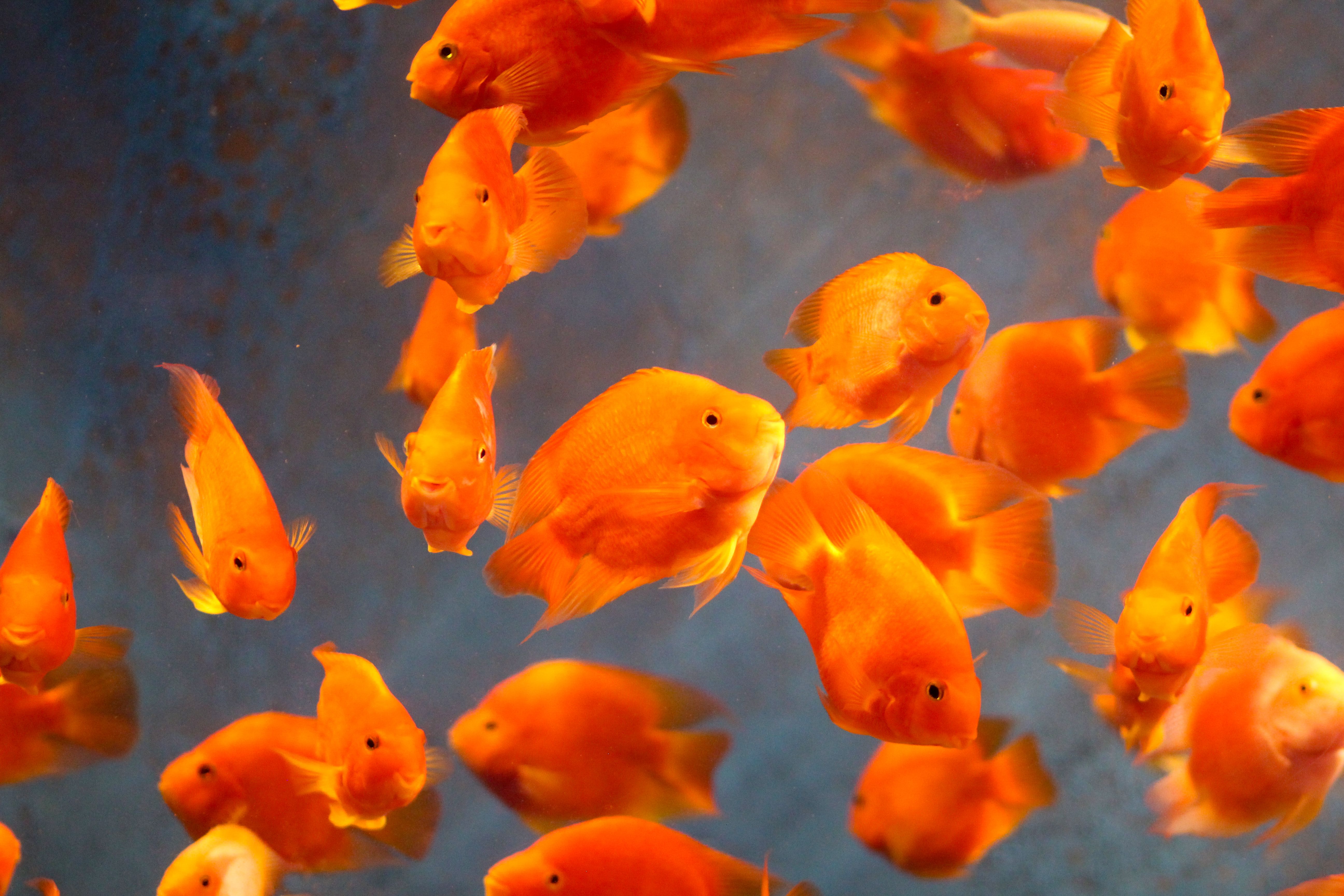 Quelle est l'espérance de vie d'un poisson rouge ? (La vérité sur ce recordman méconnu)