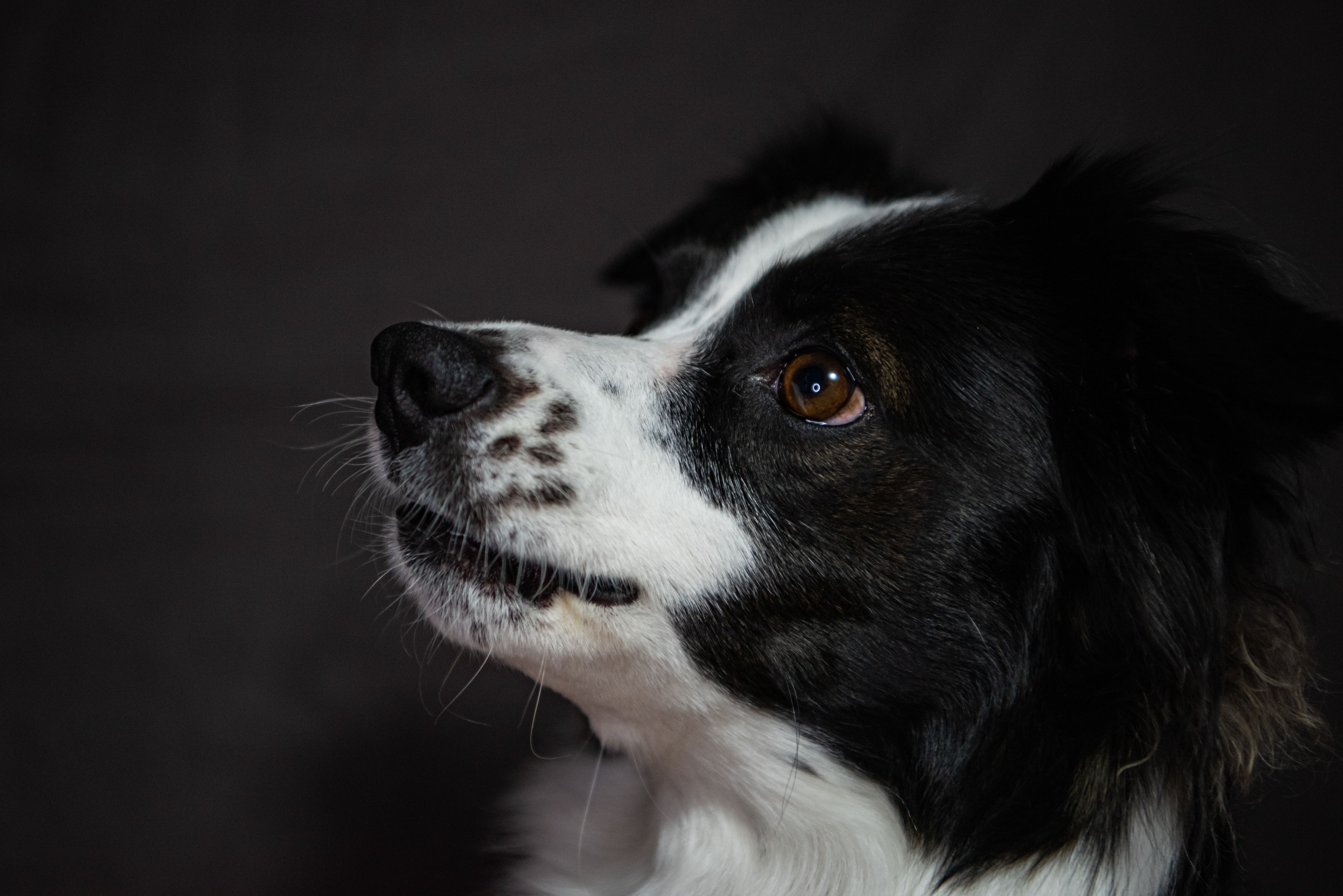 42.	Garder un animal craintif : Les 5 étapes pour gagner la confiance d'un chien ou d'un chat timide