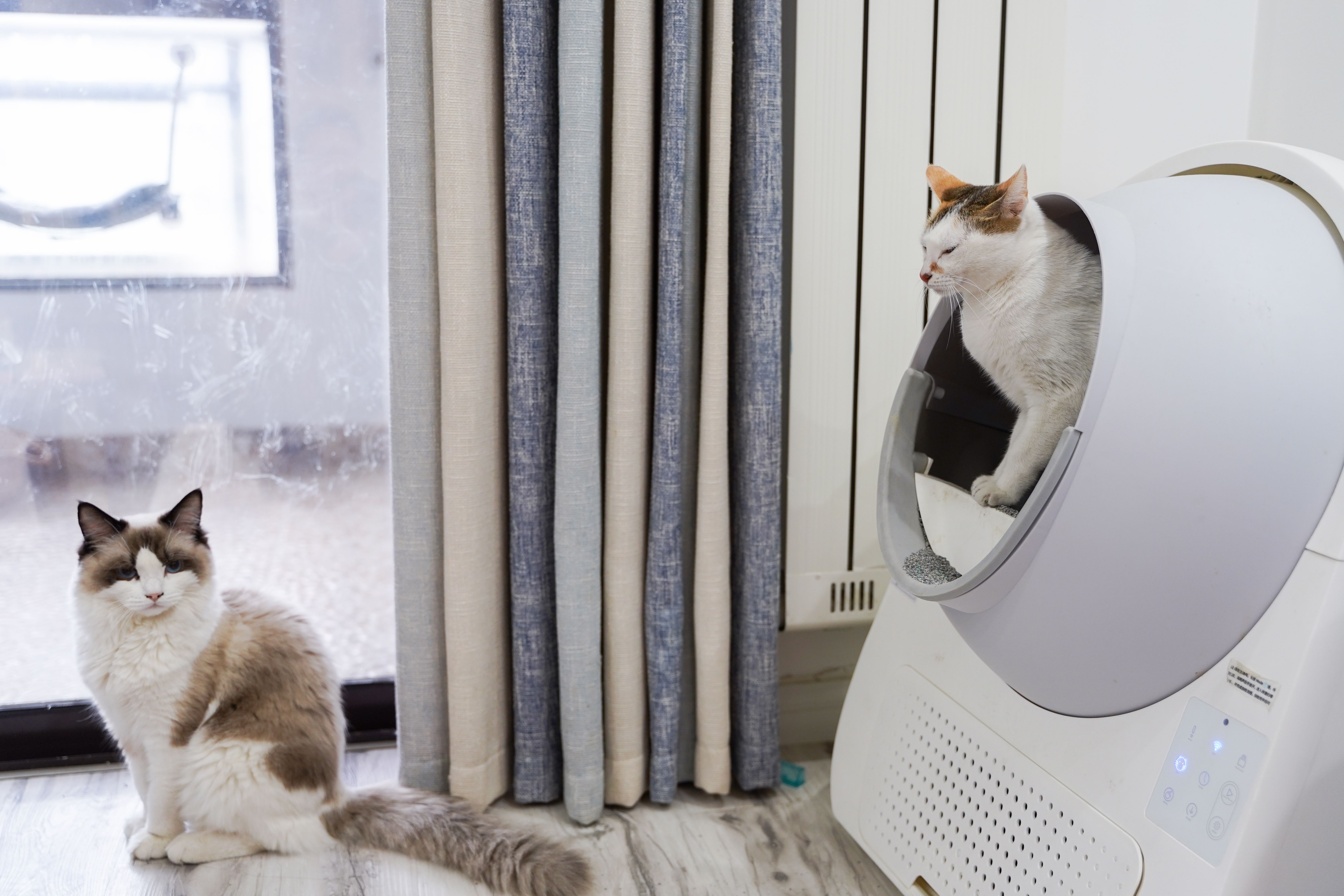 Pourquoi mon chat gratte-t-il à côté de sa litière ? Décryptage d'un comportement déroutant
