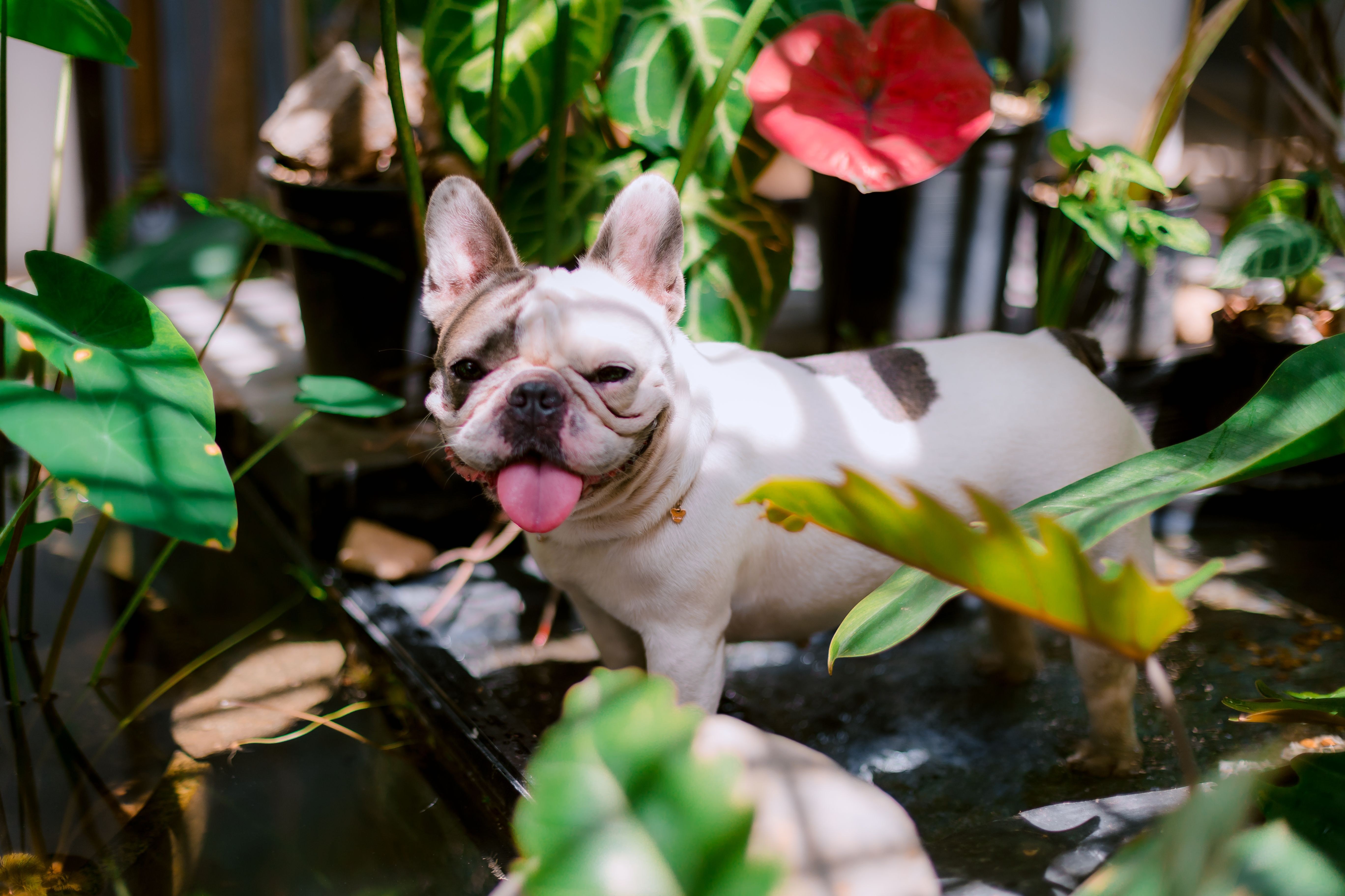 Top 10 des plantes d'intérieur toxiques pour les chats (et par quoi les remplacer)
