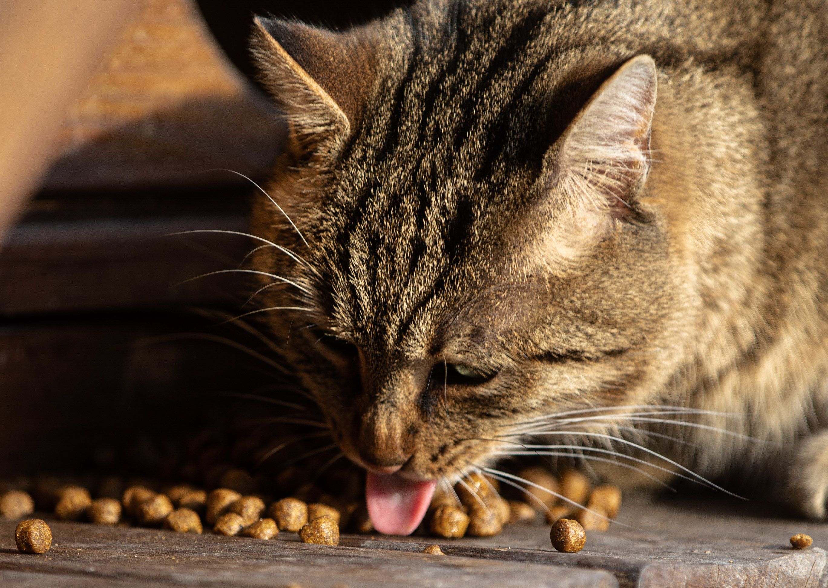 Pâtée ou croquettes pour chat : que choisir pour sa santé ? Le comparatif complet