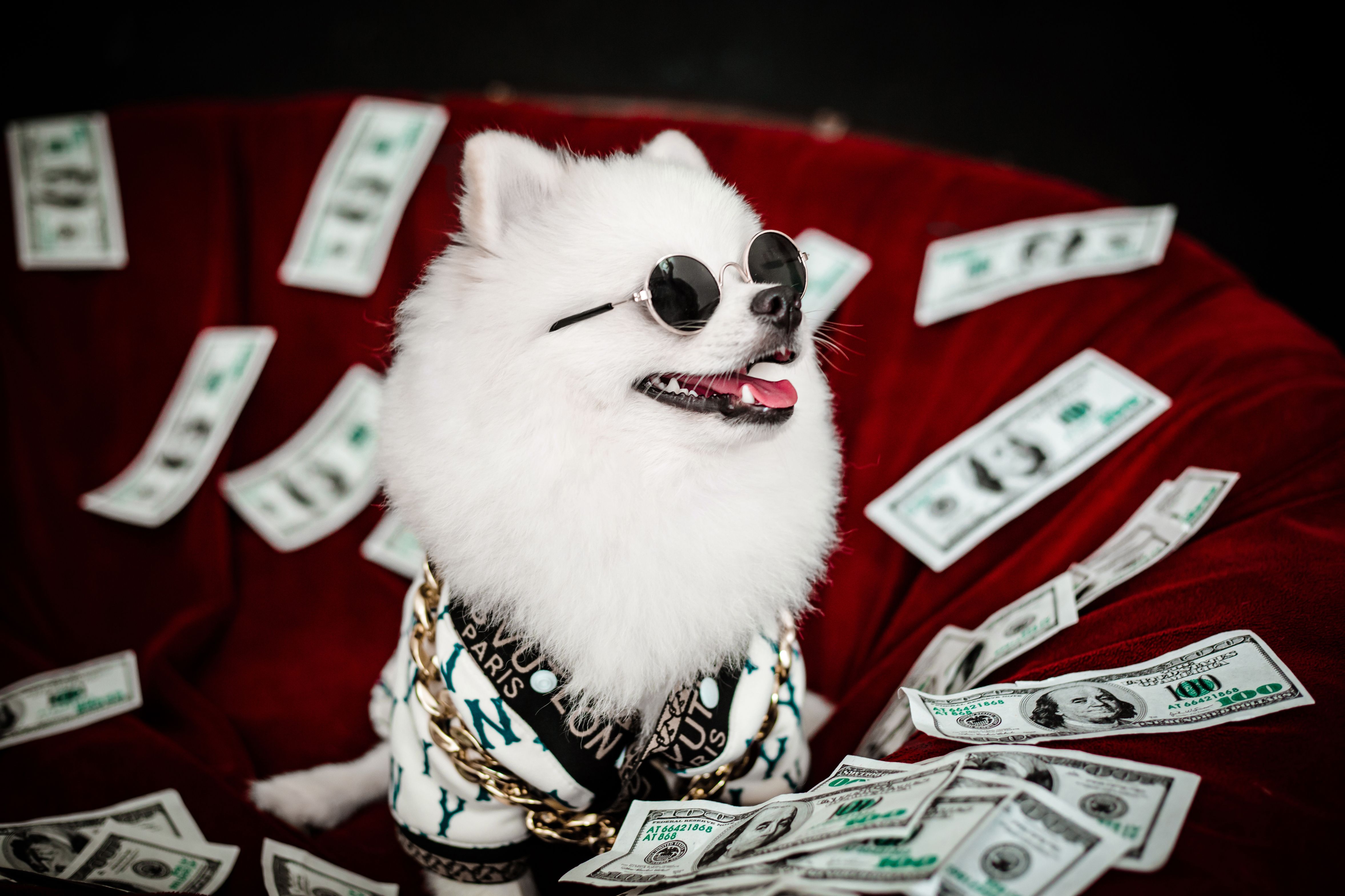 Combien coûte un chien par mois ? Le budget réel détaillé poste par poste