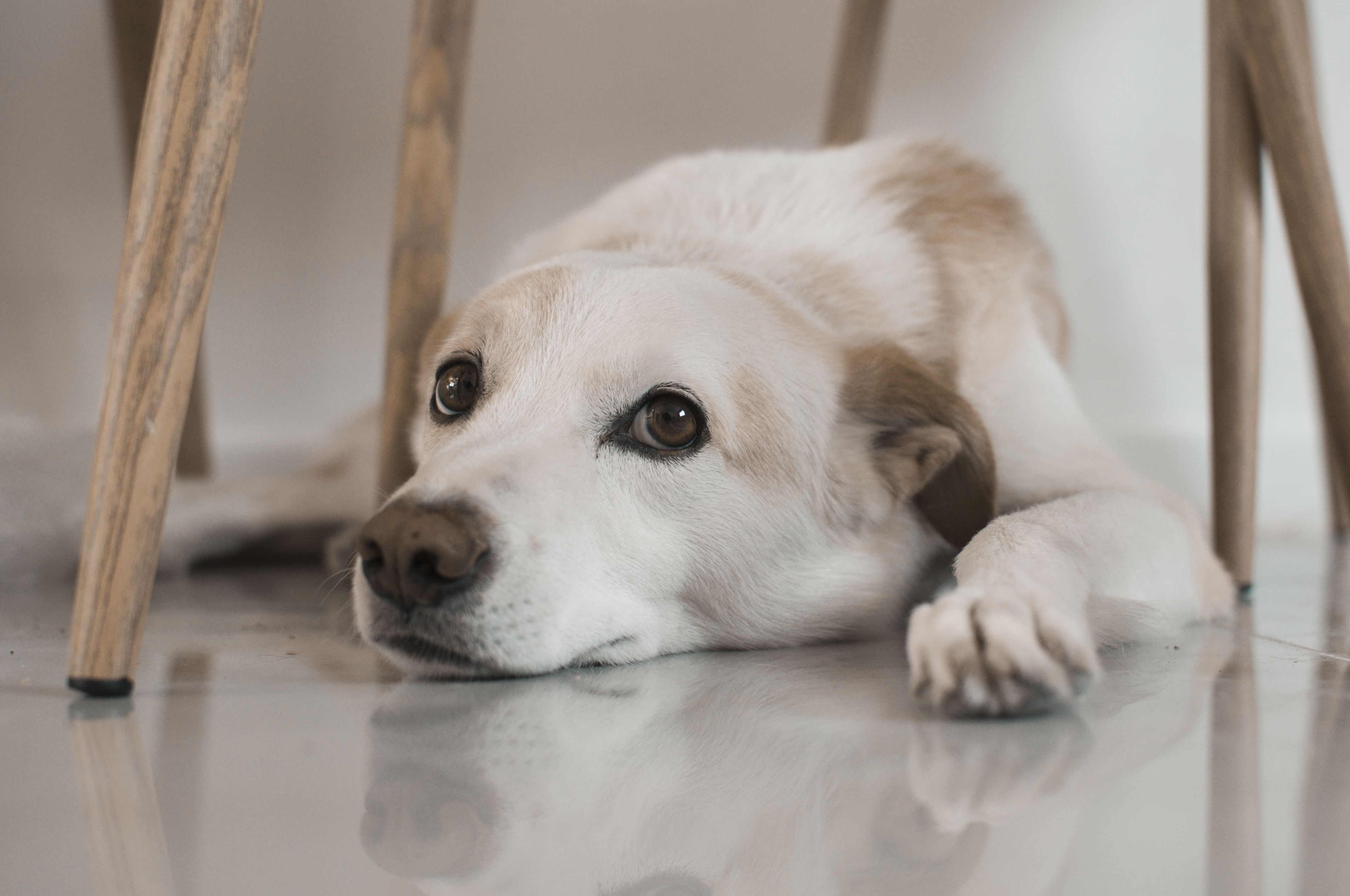 Les chiens et chats ressentent-ils nos émotions ? Comment votre stress influence le leur