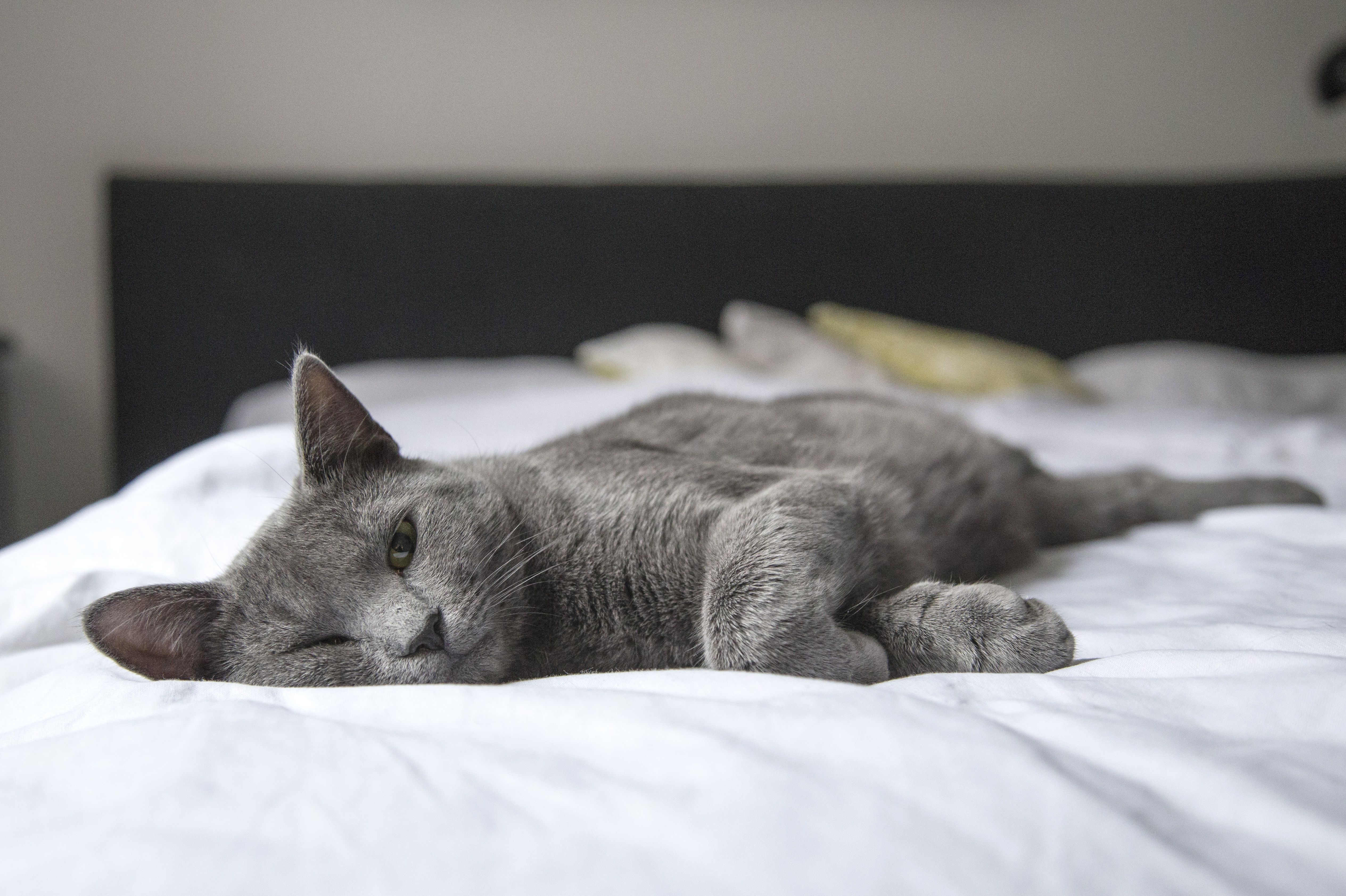 Faut-il laisser son chien ou son chat dormir dans son lit ? Avantages, risques et vérités