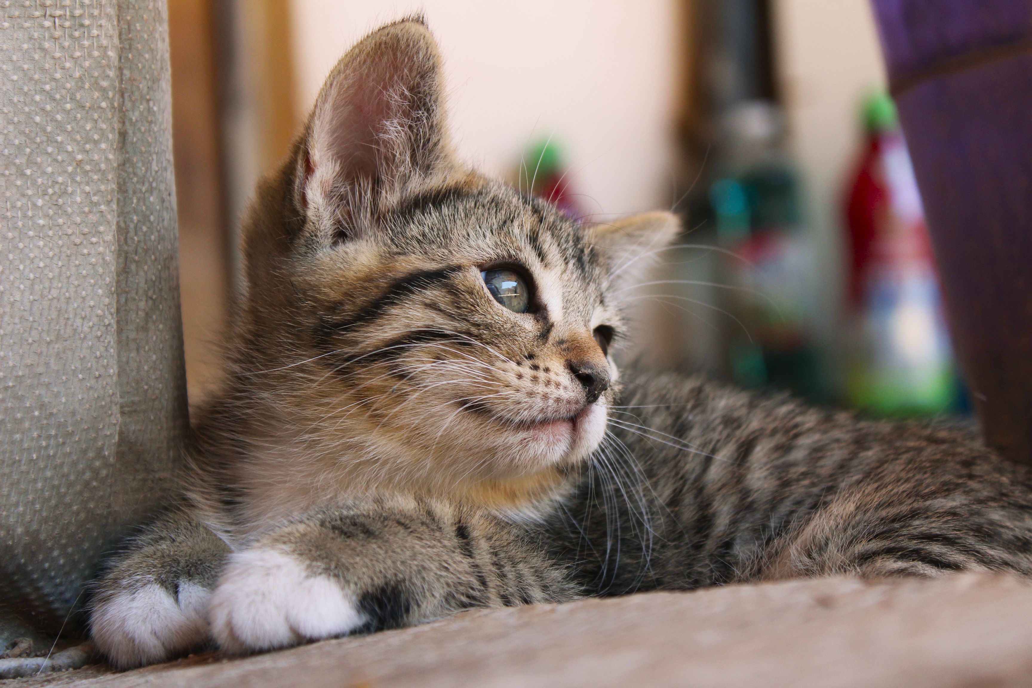 Pourquoi mon chat me pétrit-il avec ses pattes ? Origine du réflexe et signification